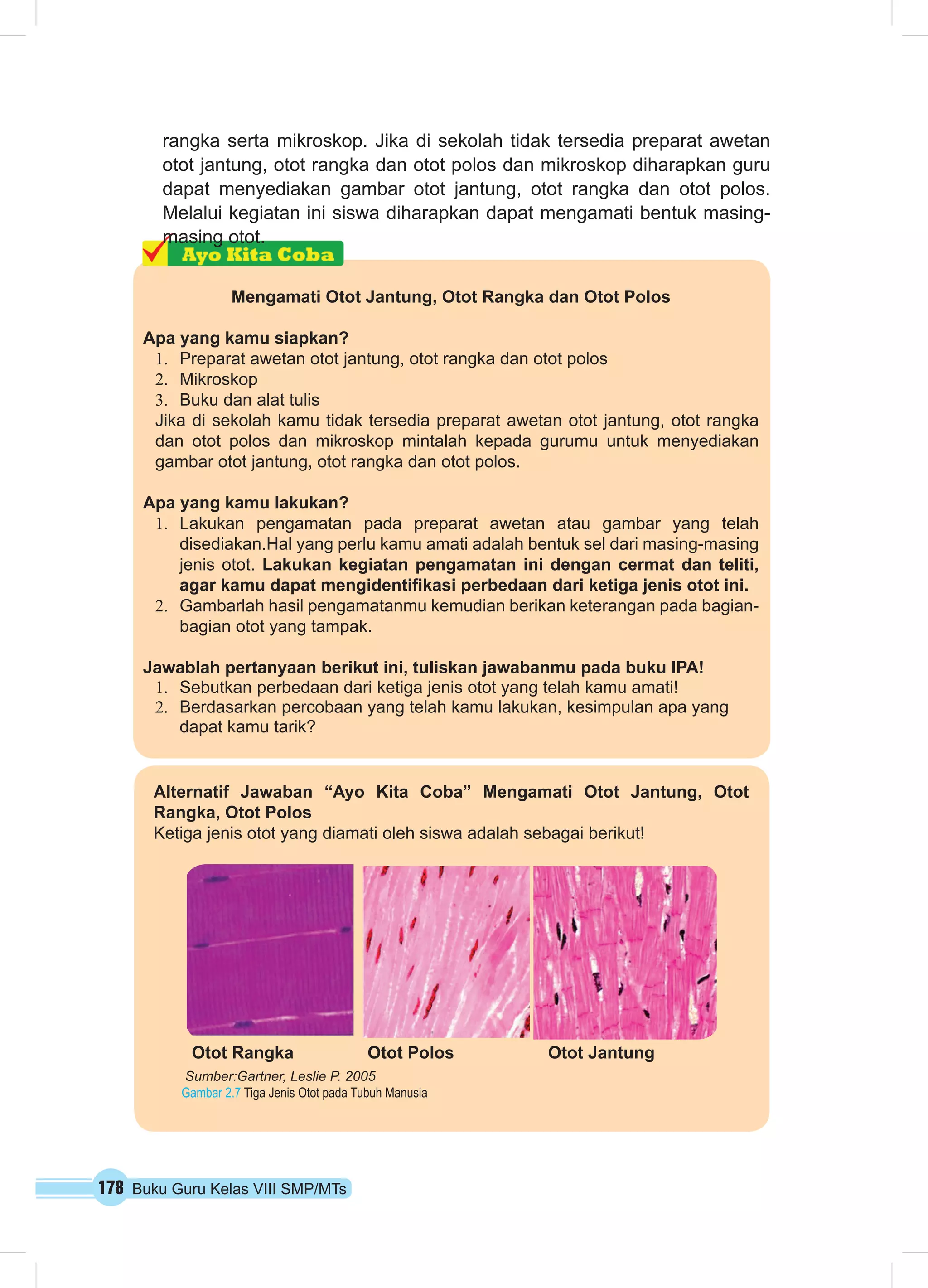 rangka serta mikroskop. Jika di sekolah tidak tersedia preparat awetan 
otot jantung, otot rangka dan otot polos dan mikroskop diharapkan guru 
dapat menyediakan gambar otot jantung, otot rangka dan otot polos. 
Melalui kegiatan ini siswa diharapkan dapat mengamati bentuk masing-masing 
otot. 
Mengamati Otot Jantung, Otot Rangka dan Otot Polos 
Apa yang kamu siapkan? 
1. Preparat awetan otot jantung, otot rangka dan otot polos 
2. Mikroskop 
3. Buku dan alat tulis 
Jika di sekolah kamu tidak tersedia preparat awetan otot jantung, otot rangka 
dan otot polos dan mikroskop mintalah kepada gurumu untuk menyediakan 
gambar otot jantung, otot rangka dan otot polos. 
Apa yang kamu lakukan? 
1. Lakukan pengamatan pada preparat awetan atau gambar yang telah 
disediakan.Hal yang perlu kamu amati adalah bentuk sel dari masing-masing 
jenis otot. Lakukan kegiatan pengamatan ini dengan cermat dan teliti, 
agar kamu dapat mengidentifikasi perbedaan dari ketiga jenis otot ini. 
2. Gambarlah hasil pengamatanmu kemudian berikan keterangan pada bagian-bagian 
otot yang tampak. 
Jawablah pertanyaan berikut ini, tuliskan jawabanmu pada buku IPA! 
1. Sebutkan perbedaan dari ketiga jenis otot yang telah kamu amati! 
2. Berdasarkan percobaan yang telah kamu lakukan, kesimpulan apa yang 
dapat kamu tarik? 
Alternatif Jawaban “Ayo Kita Coba” Mengamati Otot Jantung, Otot 
Rangka, Otot Polos 
Ketiga jenis otot yang diamati oleh siswa adalah sebagai berikut! 
Otot Rangka Otot Polos Otot Jantung 
Sumber:Gartner, Leslie P. 2005 
Gambar 2.7 Tiga Jenis Otot pada Tubuh Manusia 
178 Buku Guru Kelas VIII SMP/MTs 
 