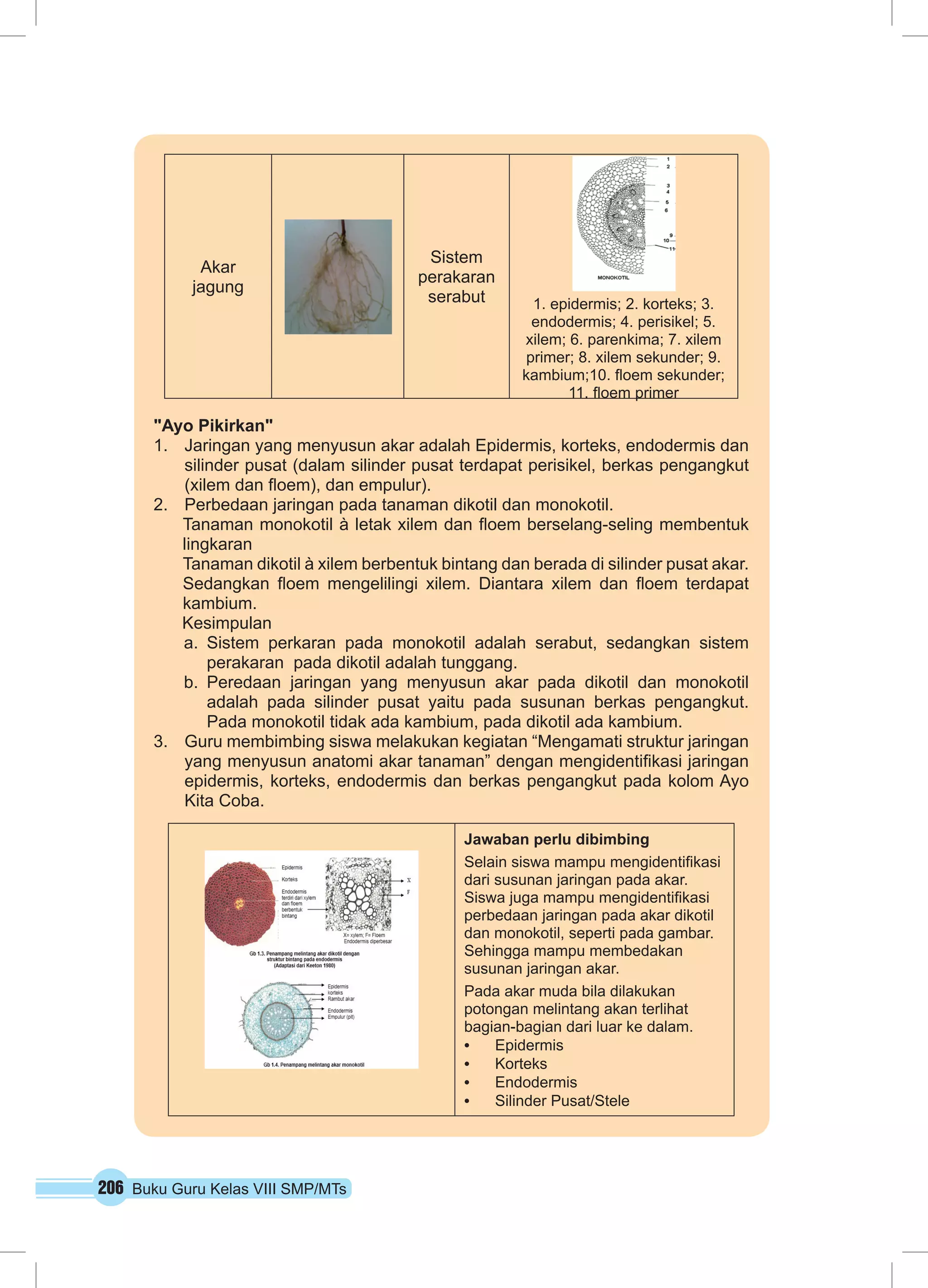 Akar 
jagung 
206 Buku Guru Kelas VIII SMP/MTs 
Sistem 
perakaran 
serabut 
1. epidermis; 2. korteks; 3. 
endodermis; 4. perisikel; 5. 
xilem; 6. parenkima; 7. xilem 
primer; 8. xilem sekunder; 9. 
kambium;10. floem sekunder; 
11. floem primer 
"Ayo Pikirkan" 
1. Jaringan yang menyusun akar adalah Epidermis, korteks, endodermis dan 
silinder pusat (dalam silinder pusat terdapat perisikel, berkas pengangkut 
(xilem dan floem), dan empulur). 
2. Perbedaan jaringan pada tanaman dikotil dan monokotil. 
Tanaman monokotil à letak xilem dan floem berselang-seling membentuk 
lingkaran 
Tanaman dikotil à xilem berbentuk bintang dan berada di silinder pusat akar. 
Sedangkan floem mengelilingi xilem. Diantara xilem dan floem terdapat 
kambium. 
Kesimpulan 
a. Sistem perkaran pada monokotil adalah serabut, sedangkan sistem 
perakaran pada dikotil adalah tunggang. 
b. Peredaan jaringan yang menyusun akar pada dikotil dan monokotil 
adalah pada silinder pusat yaitu pada susunan berkas pengangkut. 
Pada monokotil tidak ada kambium, pada dikotil ada kambium. 
3. Guru membimbing siswa melakukan kegiatan “Mengamati struktur jaringan 
yang menyusun anatomi akar tanaman” dengan mengidentifikasi jaringan 
epidermis, korteks, endodermis dan berkas pengangkut pada kolom Ayo 
Kita Coba. 
Jawaban perlu dibimbing 
Selain siswa mampu mengidentifikasi 
dari susunan jaringan pada akar. 
Siswa juga mampu mengidentifikasi 
perbedaan jaringan pada akar dikotil 
dan monokotil, seperti pada gambar. 
Sehingga mampu membedakan 
susunan jaringan akar. 
Pada akar muda bila dilakukan 
potongan melintang akan terlihat 
bagian-bagian dari luar ke dalam. 
• Epidermis 
• Korteks 
• Endodermis 
• Silinder Pusat/Stele 
 