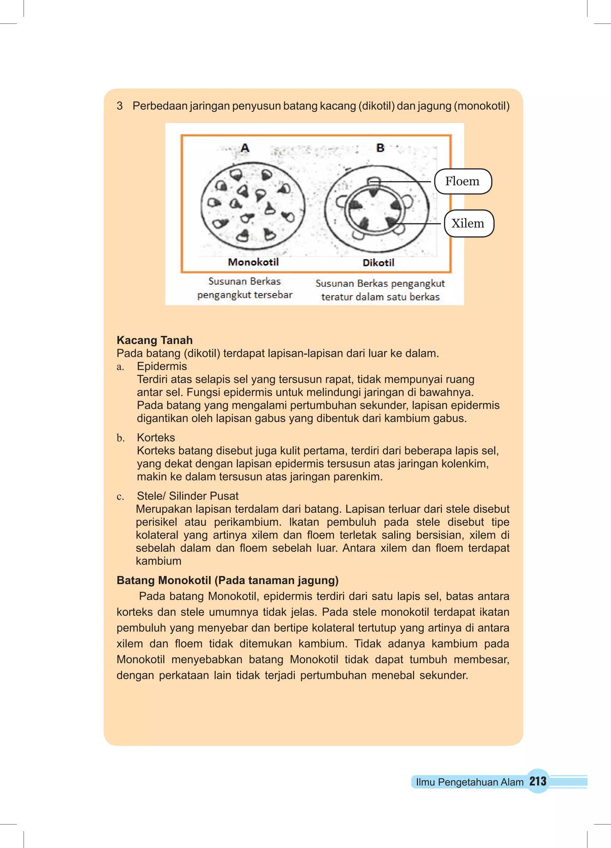 3 Perbedaan jaringan penyusun batang kacang (dikotil) dan jagung (monokotil) 
Kacang Tanah 
Pada batang (dikotil) terdapat lapisan-lapisan dari luar ke dalam. 
a. Epidermis 
Floem 
Xilem 
Terdiri atas selapis sel yang tersusun rapat, tidak mempunyai ruang 
antar sel. Fungsi epidermis untuk melindungi jaringan di bawahnya. 
Pada batang yang mengalami pertumbuhan sekunder, lapisan epidermis 
digantikan oleh lapisan gabus yang dibentuk dari kambium gabus. 
Ilmu Pengetahuan Alam 213 
b. Korteks 
Korteks batang disebut juga kulit pertama, terdiri dari beberapa lapis sel, 
yang dekat dengan lapisan epidermis tersusun atas jaringan kolenkim, 
makin ke dalam tersusun atas jaringan parenkim. 
c. Stele/ Silinder Pusat 
Merupakan lapisan terdalam dari batang. Lapisan terluar dari stele disebut 
perisikel atau perikambium. lkatan pembuluh pada stele disebut tipe 
kolateral yang artinya xilem dan floem terletak saling bersisian, xilem di 
sebelah dalam dan floem sebelah luar. Antara xilem dan floem terdapat 
kambium 
Batang Monokotil (Pada tanaman jagung) 
Pada batang Monokotil, epidermis terdiri dari satu lapis sel, batas antara 
korteks dan stele umumnya tidak jelas. Pada stele monokotil terdapat ikatan 
pembuluh yang menyebar dan bertipe kolateral tertutup yang artinya di antara 
xilem dan floem tidak ditemukan kambium. Tidak adanya kambium pada 
Monokotil menyebabkan batang Monokotil tidak dapat tumbuh membesar, 
dengan perkataan lain tidak terjadi pertumbuhan menebal sekunder. 
 