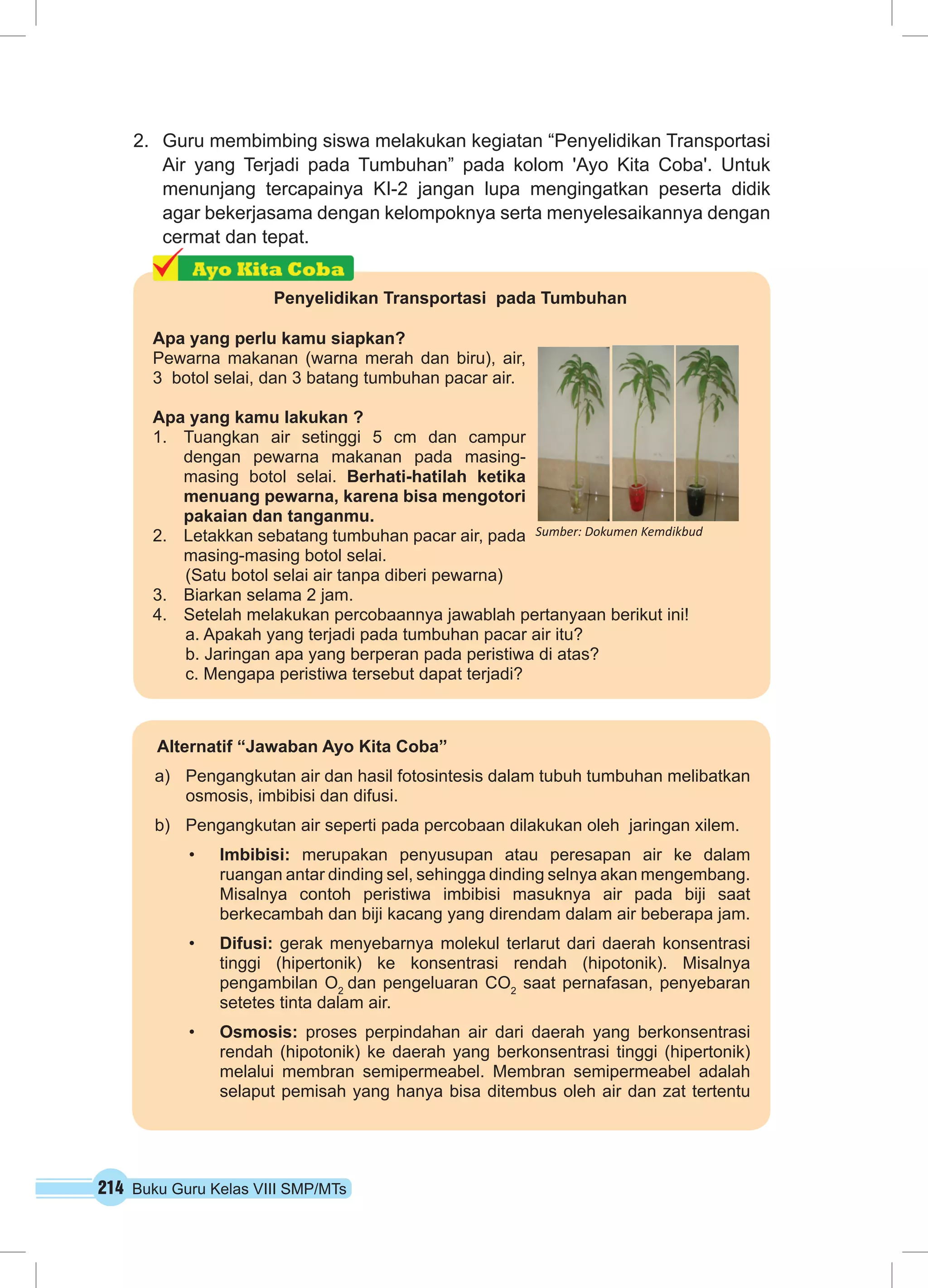 2. Guru membimbing siswa melakukan kegiatan “Penyelidikan Transportasi 
Air yang Terjadi pada Tumbuhan” pada kolom 'Ayo Kita Coba'. Untuk 
menunjang tercapainya KI-2 jangan lupa mengingatkan peserta didik 
agar bekerjasama dengan kelompoknya serta menyelesaikannya dengan 
cermat dan tepat. 
Penyelidikan Transportasi pada Tumbuhan 
Apa yang perlu kamu siapkan? 
Pewarna makanan (warna merah dan biru), air, 
3 botol selai, dan 3 batang tumbuhan pacar air. 
Apa yang kamu lakukan ? 
1. Tuangkan air setinggi 5 cm dan campur 
dengan pewarna makanan pada masing-masing 
botol selai. Berhati-hatilah ketika 
menuang pewarna, karena bisa mengotori 
pakaian dan tanganmu. 
2. Letakkan sebatang tumbuhan pacar air, pada 
masing-masing botol selai. 
(Satu botol selai air tanpa diberi pewarna) 
3. Biarkan selama 2 jam. 
4. Setelah melakukan percobaannya jawablah pertanyaan berikut ini! 
a. Apakah yang terjadi pada tumbuhan pacar air itu? 
b. Jaringan apa yang berperan pada peristiwa di atas? 
c. Mengapa peristiwa tersebut dapat terjadi? 
214 Buku Guru Kelas VIII SMP/MTs 
Sumber: Dokumen Kemdikbud 
Alternatif “Jawaban Ayo Kita Coba” 
a) Pengangkutan air dan hasil fotosintesis dalam tubuh tumbuhan melibatkan 
osmosis, imbibisi dan difusi. 
b) Pengangkutan air seperti pada percobaan dilakukan oleh jaringan xilem. 
• Imbibisi: merupakan penyusupan atau peresapan air ke dalam 
ruangan antar dinding sel, sehingga dinding selnya akan mengembang. 
Misalnya contoh peristiwa imbibisi masuknya air pada biji saat 
berkecambah dan biji kacang yang direndam dalam air beberapa jam. 
• Difusi: gerak menyebarnya molekul terlarut dari daerah konsentrasi 
tinggi (hipertonik) ke konsentrasi rendah (hipotonik). Misalnya 
pengambilan O2 dan pengeluaran CO2 saat pernafasan, penyebaran 
setetes tinta dalam air. 
• Osmosis: proses perpindahan air dari daerah yang berkonsentrasi 
rendah (hipotonik) ke daerah yang berkonsentrasi tinggi (hipertonik) 
melalui membran semipermeabel. Membran semipermeabel adalah 
selaput pemisah yang hanya bisa ditembus oleh air dan zat tertentu 
 