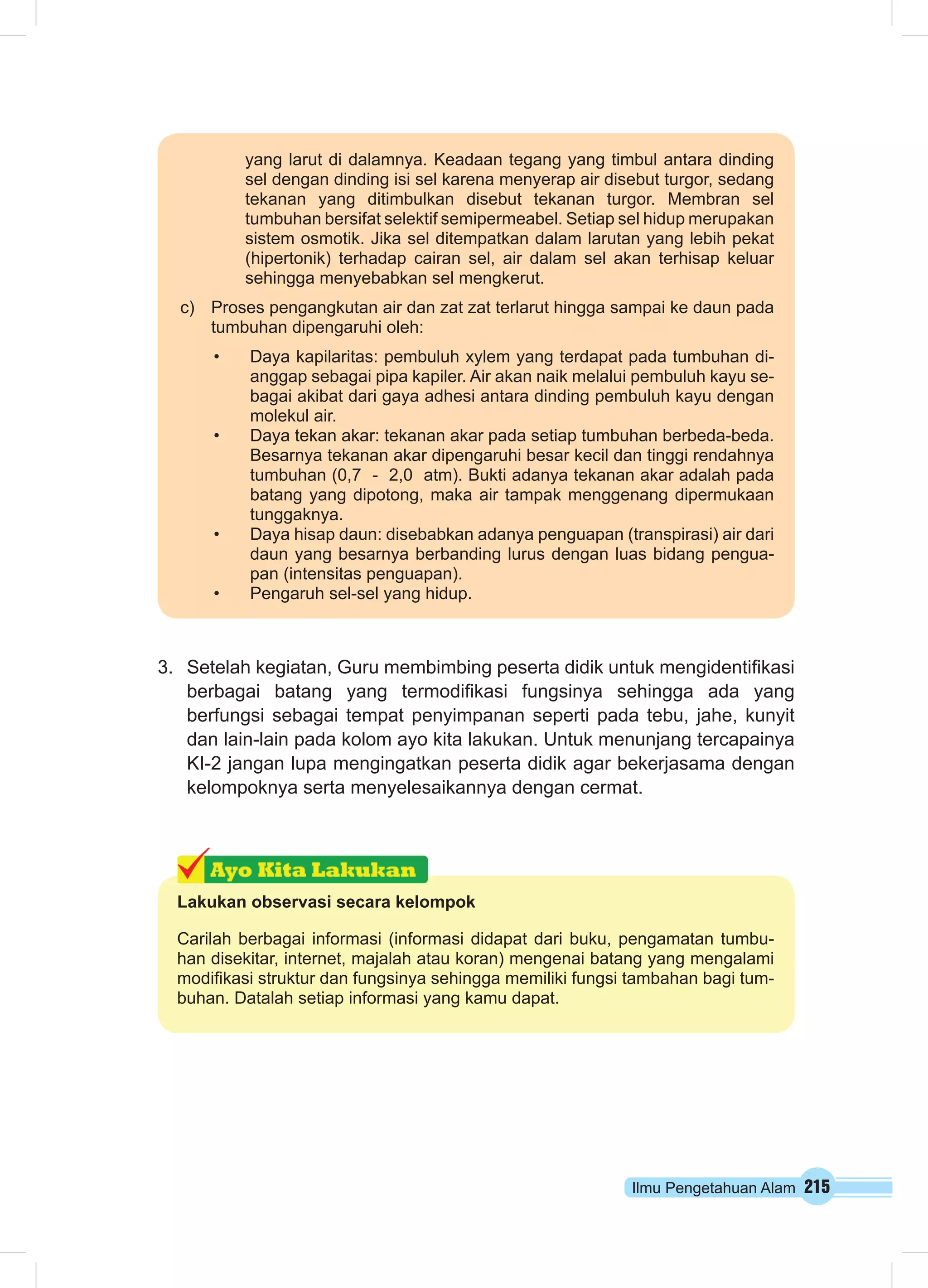 yang larut di dalamnya. Keadaan tegang yang timbul antara dinding 
sel dengan dinding isi sel karena menyerap air disebut turgor, sedang 
tekanan yang ditimbulkan disebut tekanan turgor. Membran sel 
tumbuhan bersifat selektif semipermeabel. Setiap sel hidup merupakan 
sistem osmotik. Jika sel ditempatkan dalam larutan yang lebih pekat 
(hipertonik) terhadap cairan sel, air dalam sel akan terhisap keluar 
sehingga menyebabkan sel mengkerut. 
c) Proses pengangkutan air dan zat zat terlarut hingga sampai ke daun pada 
tumbuhan dipengaruhi oleh: 
• Daya kapilaritas: pembuluh xylem yang terdapat pada tumbuhan di-anggap 
sebagai pipa kapiler. Air akan naik melalui pembuluh kayu se-bagai 
akibat dari gaya adhesi antara dinding pembuluh kayu dengan 
3. Setelah kegiatan, Guru membimbing peserta didik untuk mengidentifikasi 
berbagai batang yang termodifikasi fungsinya sehingga ada yang 
berfungsi sebagai tempat penyimpanan seperti pada tebu, jahe, kunyit 
dan lain-lain pada kolom ayo kita lakukan. Untuk menunjang tercapainya 
KI-2 jangan lupa mengingatkan peserta didik agar bekerjasama dengan 
kelompoknya serta menyelesaikannya dengan cermat. 
Ilmu Pengetahuan Alam 215 
molekul air. 
• Daya tekan akar: tekanan akar pada setiap tumbuhan berbeda-beda. 
Besarnya tekanan akar dipengaruhi besar kecil dan tinggi rendahnya 
tumbuhan (0,7 - 2,0 atm). Bukti adanya tekanan akar adalah pada 
batang yang dipotong, maka air tampak menggenang dipermukaan 
tunggaknya. 
• Daya hisap daun: disebabkan adanya penguapan (transpirasi) air dari 
daun yang besarnya berbanding lurus dengan luas bidang pengua-pan 
(intensitas penguapan). 
• Pengaruh sel-sel yang hidup. 
Lakukan observasi secara kelompok 
Carilah berbagai informasi (informasi didapat dari buku, pengamatan tumbu-han 
disekitar, internet, majalah atau koran) mengenai batang yang mengalami 
modifikasi struktur dan fungsinya sehingga memiliki fungsi tambahan bagi tum-buhan. 
Datalah setiap informasi yang kamu dapat. 
 