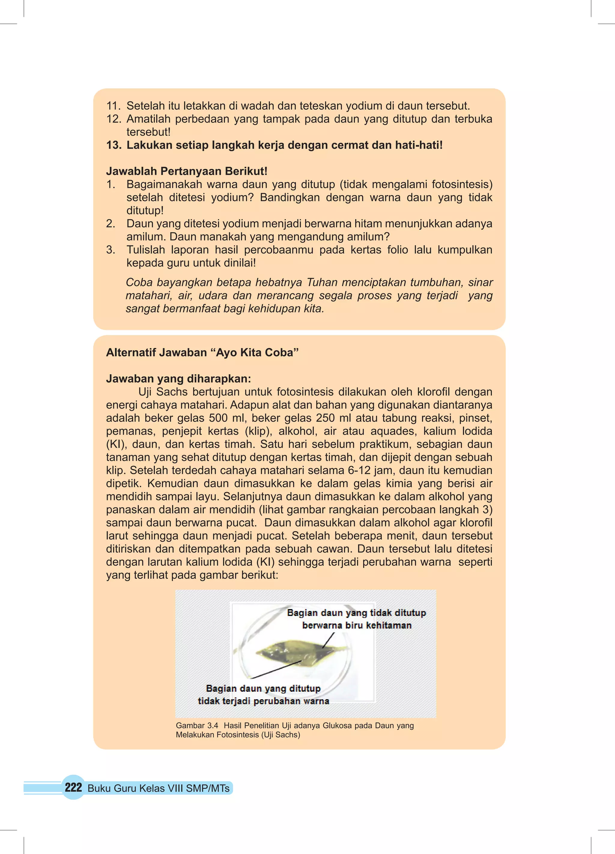 11. Setelah itu letakkan di wadah dan teteskan yodium di daun tersebut. 
12. Amatilah perbedaan yang tampak pada daun yang ditutup dan terbuka 
tersebut! 
13. Lakukan setiap langkah kerja dengan cermat dan hati-hati! 
Jawablah Pertanyaan Berikut! 
1. Bagaimanakah warna daun yang ditutup (tidak mengalami fotosintesis) 
setelah ditetesi yodium? Bandingkan dengan warna daun yang tidak 
ditutup! 
2. Daun yang ditetesi yodium menjadi berwarna hitam menunjukkan adanya 
amilum. Daun manakah yang mengandung amilum? 
3. Tulislah laporan hasil percobaanmu pada kertas folio lalu kumpulkan 
kepada guru untuk dinilai! 
Coba bayangkan betapa hebatnya Tuhan menciptakan tumbuhan, sinar 
matahari, air, udara dan merancang segala proses yang terjadi yang 
sangat bermanfaat bagi kehidupan kita. 
Alternatif Jawaban “Ayo Kita Coba” 
Jawaban yang diharapkan: 
Uji Sachs bertujuan untuk fotosintesis dilakukan oleh klorofil dengan 
energi cahaya matahari. Adapun alat dan bahan yang digunakan diantaranya 
adalah beker gelas 500 ml, beker gelas 250 ml atau tabung reaksi, pinset, 
pemanas, penjepit kertas (klip), alkohol, air atau aquades, kalium lodida 
(KI), daun, dan kertas timah. Satu hari sebelum praktikum, sebagian daun 
tanaman yang sehat ditutup dengan kertas timah, dan dijepit dengan sebuah 
klip. Setelah terdedah cahaya matahari selama 6-12 jam, daun itu kemudian 
dipetik. Kemudian daun dimasukkan ke dalam gelas kimia yang berisi air 
mendidih sampai layu. Selanjutnya daun dimasukkan ke dalam alkohol yang 
panaskan dalam air mendidih (lihat gambar rangkaian percobaan langkah 3) 
sampai daun berwarna pucat. Daun dimasukkan dalam alkohol agar klorofil 
larut sehingga daun menjadi pucat. Setelah beberapa menit, daun tersebut 
ditiriskan dan ditempatkan pada sebuah cawan. Daun tersebut lalu ditetesi 
dengan larutan kalium lodida (KI) sehingga terjadi perubahan warna seperti 
yang terlihat pada gambar berikut: 
Gambar 3.4 Hasil Penelitian Uji adanya Glukosa pada Daun yang 
Melakukan Fotosintesis (Uji Sachs) 
222 Buku Guru Kelas VIII SMP/MTs 
 