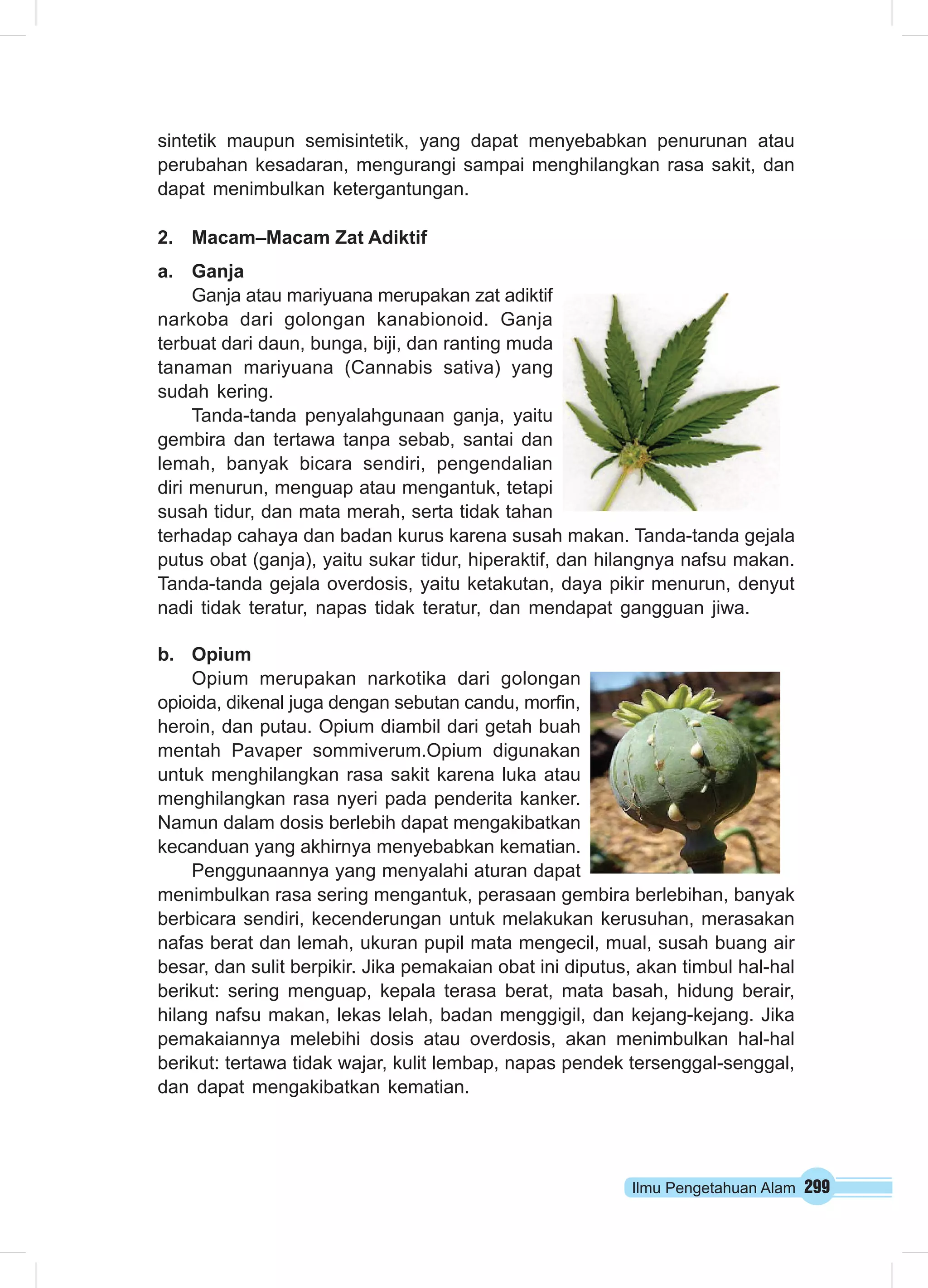 sintetik maupun semisintetik, yang dapat menyebabkan penurunan atau 
perubahan kesadaran, mengurangi sampai menghilangkan rasa sakit, dan 
dapat menimbulkan ketergantungan. 
2. Macam–Macam Zat Adiktif 
a. Ganja 
Ilmu Pengetahuan Alam 299 
Ganja atau mariyuana merupakan zat adiktif 
narkoba dari golongan kanabionoid. Ganja 
terbuat dari daun, bunga, biji, dan ranting muda 
tanaman mariyuana (Cannabis sativa) yang 
sudah kering. 
Tanda-tanda penyalahgunaan ganja, yaitu 
gembira dan tertawa tanpa sebab, santai dan 
lemah, banyak bicara sendiri, pengendalian 
diri menurun, menguap atau mengantuk, tetapi 
susah tidur, dan mata merah, serta tidak tahan 
terhadap cahaya dan badan kurus karena susah makan. Tanda-tanda gejala 
putus obat (ganja), yaitu sukar tidur, hiperaktif, dan hilangnya nafsu makan. 
Tanda-tanda gejala overdosis, yaitu ketakutan, daya pikir menurun, denyut 
nadi tidak teratur, napas tidak teratur, dan mendapat gangguan jiwa. 
b. Opium 
Opium merupakan narkotika dari golongan 
opioida, dikenal juga dengan sebutan candu, morfin, 
heroin, dan putau. Opium diambil dari getah buah 
mentah Pavaper sommiverum.Opium digunakan 
untuk menghilangkan rasa sakit karena luka atau 
menghilangkan rasa nyeri pada penderita kanker. 
Namun dalam dosis berlebih dapat mengakibatkan 
kecanduan yang akhirnya menyebabkan kematian. 
Penggunaannya yang menyalahi aturan dapat 
menimbulkan rasa sering mengantuk, perasaan gembira berlebihan, banyak 
berbicara sendiri, kecenderungan untuk melakukan kerusuhan, merasakan 
nafas berat dan lemah, ukuran pupil mata mengecil, mual, susah buang air 
besar, dan sulit berpikir. Jika pemakaian obat ini diputus, akan timbul hal-hal 
berikut: sering menguap, kepala terasa berat, mata basah, hidung berair, 
hilang nafsu makan, lekas lelah, badan menggigil, dan kejang-kejang. Jika 
pemakaiannya melebihi dosis atau overdosis, akan menimbulkan hal-hal 
berikut: tertawa tidak wajar, kulit lembap, napas pendek tersenggal-senggal, 
dan dapat mengakibatkan kematian. 
 