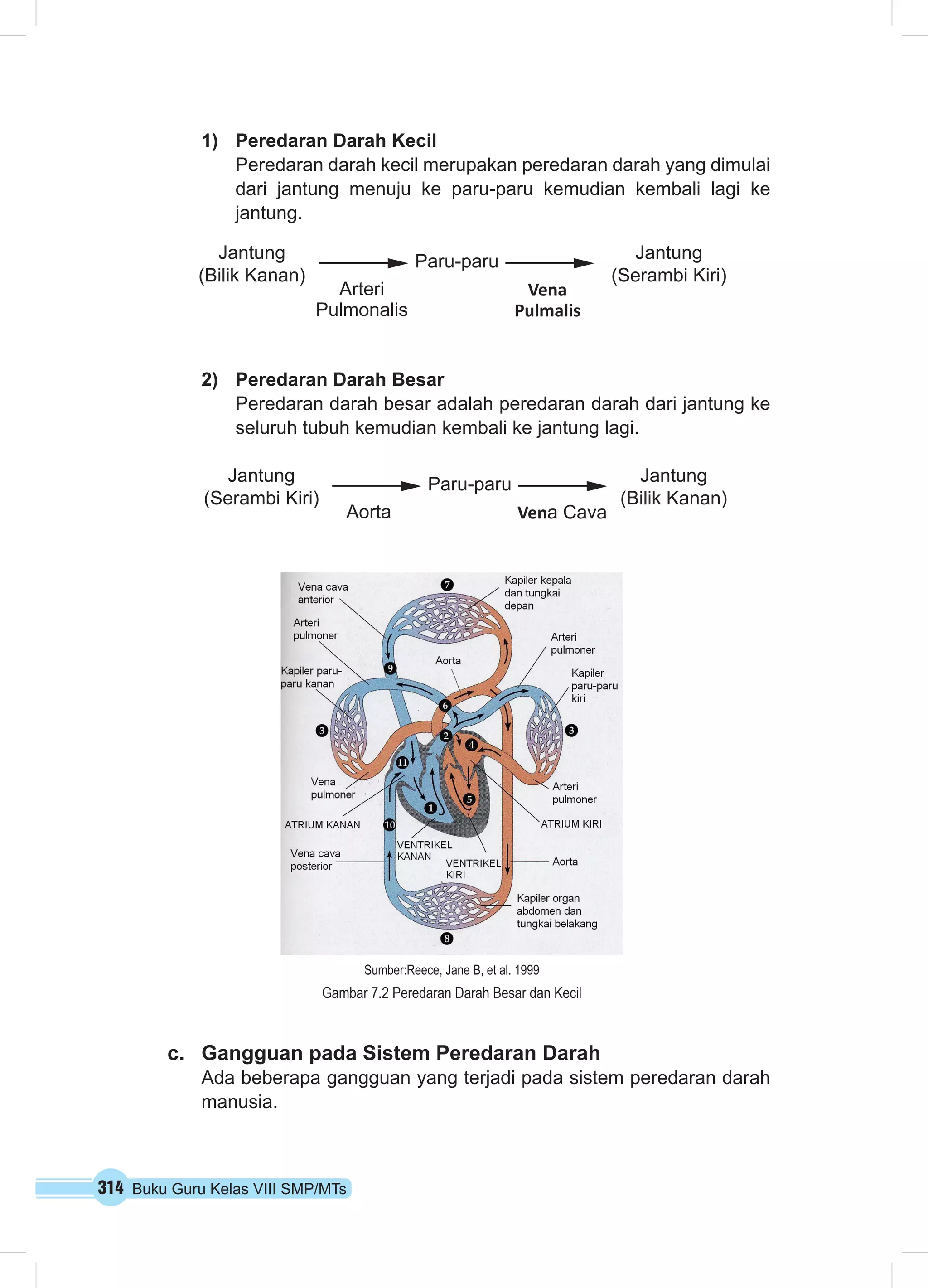 1) Peredaran Darah Kecil 
Peredaran darah kecil merupakan peredaran darah yang dimulai 
dari jantung menuju ke paru-paru kemudian kembali lagi ke 
jantung. 
Arteri 
Pulmonalis 
2) Peredaran Darah Besar 
Peredaran darah besar adalah peredaran darah dari jantung ke 
seluruh tubuh kemudian kembali ke jantung lagi. 
c. Gangguan pada Sistem Peredaran Darah 
Ada beberapa gangguan yang terjadi pada sistem peredaran darah 
manusia. 
314 Buku Guru Kelas VIII SMP/MTs 
Vena 
Pulmalis 
Jantung 
(Serambi Kiri) 
Jantung Paru-paru 
(Bilik Kanan) 
Aorta Vena Cava 
Jantung 
(Serambi Kiri) 
Paru-paru Jantung 
(Bilik Kanan) 
Sumber:Reece, Jane B, et al. 1999 
Gambar 7.2 Peredaran Darah Besar dan Kecil 
 