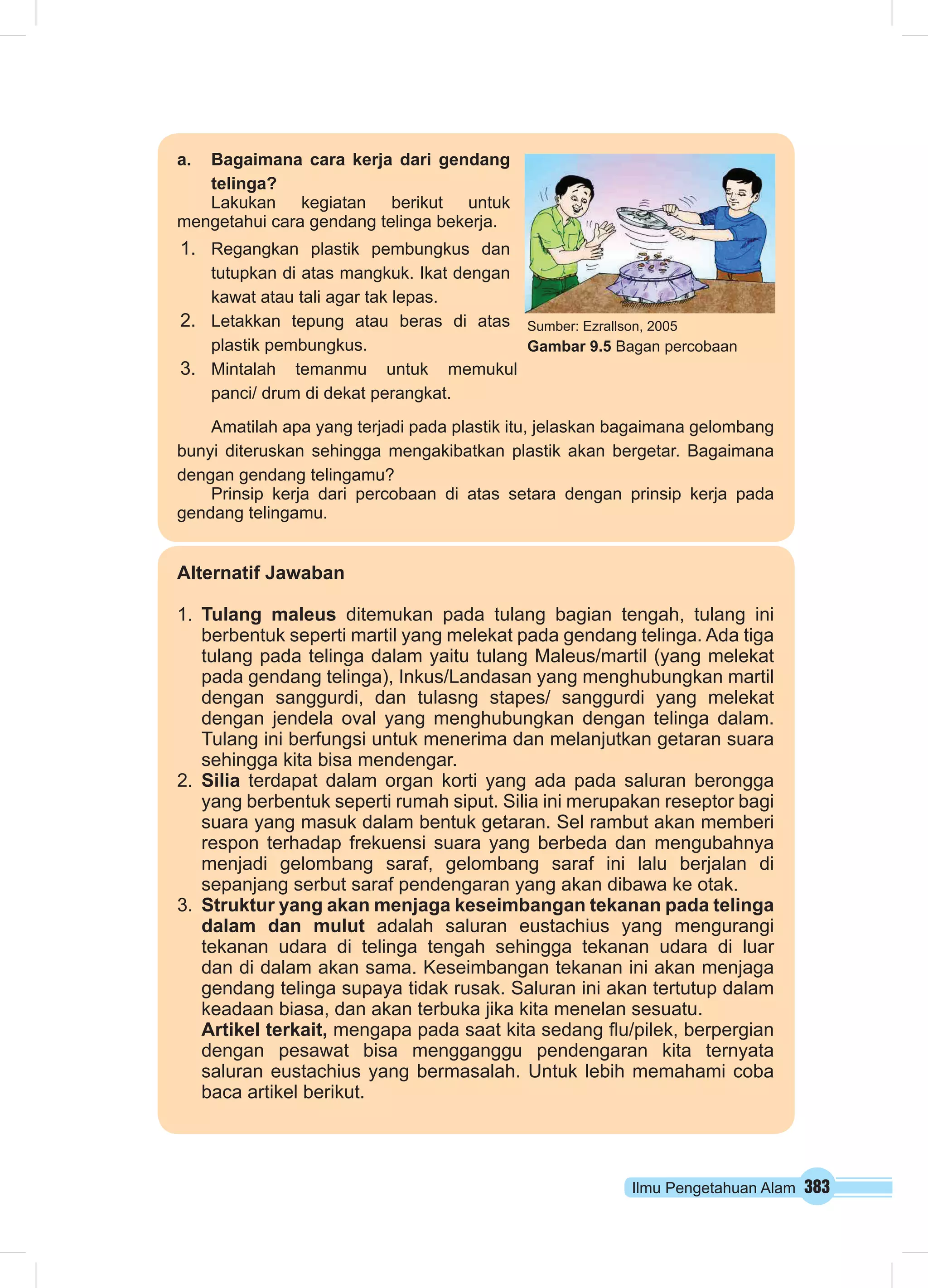 Alternatif Jawaban 
1. Tulang maleus ditemukan pada tulang bagian tengah, tulang ini 
berbentuk seperti martil yang melekat pada gendang telinga. Ada tiga 
tulang pada telinga dalam yaitu tulang Maleus/martil (yang melekat 
pada gendang telinga), Inkus/Landasan yang menghubungkan martil 
dengan sanggurdi, dan tulasng stapes/ sanggurdi yang melekat 
dengan jendela oval yang menghubungkan dengan telinga dalam. 
Tulang ini berfungsi untuk menerima dan melanjutkan getaran suara 
sehingga kita bisa mendengar. 
2. Silia terdapat dalam organ korti yang ada pada saluran berongga 
yang berbentuk seperti rumah siput. Silia ini merupakan reseptor bagi 
suara yang masuk dalam bentuk getaran. Sel rambut akan memberi 
respon terhadap frekuensi suara yang berbeda dan mengubahnya 
menjadi gelombang saraf, gelombang saraf ini lalu berjalan di 
sepanjang serbut saraf pendengaran yang akan dibawa ke otak. 
3. Struktur yang akan menjaga keseimbangan tekanan pada telinga 
dalam dan mulut adalah saluran eustachius yang mengurangi 
tekanan udara di telinga tengah sehingga tekanan udara di luar 
dan di dalam akan sama. Keseimbangan tekanan ini akan menjaga 
gendang telinga supaya tidak rusak. Saluran ini akan tertutup dalam 
keadaan biasa, dan akan terbuka jika kita menelan sesuatu. 
Artikel terkait, mengapa pada saat kita sedang flu/pilek, berpergian 
dengan pesawat bisa mengganggu pendengaran kita ternyata 
saluran eustachius yang bermasalah. Untuk lebih memahami coba 
baca artikel berikut. 
Ilmu Pengetahuan Alam 383 
a. Bagaimana cara kerja dari gendang 
telinga? 
Lakukan kegiatan berikut untuk 
mengetahui cara gendang telinga bekerja. 
1. Regangkan plastik pembungkus dan 
tutupkan di atas mangkuk. Ikat dengan 
kawat atau tali agar tak lepas. 
2. Letakkan tepung atau beras di atas 
plastik pembungkus. 
3. Mintalah temanmu untuk memukul 
panci/ drum di dekat perangkat. 
Amatilah apa yang terjadi pada plastik itu, jelaskan bagaimana gelombang 
bunyi diteruskan sehingga mengakibatkan plastik akan bergetar. Bagaimana 
dengan gendang telingamu? 
Prinsip kerja dari percobaan di atas setara dengan prinsip kerja pada 
gendang telingamu. 
Sumber: Ezrallson, 2005 
Gambar 9.5 Bagan percobaan 
 