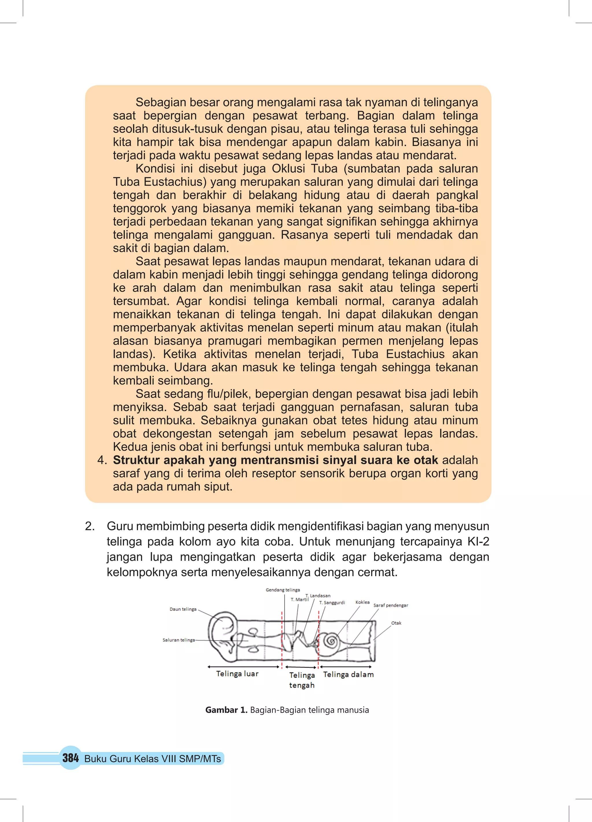 Sebagian besar orang mengalami rasa tak nyaman di telinganya 
saat bepergian dengan pesawat terbang. Bagian dalam telinga 
seolah ditusuk-tusuk dengan pisau, atau telinga terasa tuli sehingga 
kita hampir tak bisa mendengar apapun dalam kabin. Biasanya ini 
terjadi pada waktu pesawat sedang lepas landas atau mendarat. 
Kondisi ini disebut juga Oklusi Tuba (sumbatan pada saluran 
Tuba Eustachius) yang merupakan saluran yang dimulai dari telinga 
tengah dan berakhir di belakang hidung atau di daerah pangkal 
tenggorok yang biasanya memiki tekanan yang seimbang tiba-tiba 
terjadi perbedaan tekanan yang sangat signifikan sehingga akhirnya 
telinga mengalami gangguan. Rasanya seperti tuli mendadak dan 
sakit di bagian dalam. 
Saat pesawat lepas landas maupun mendarat, tekanan udara di 
dalam kabin menjadi lebih tinggi sehingga gendang telinga didorong 
ke arah dalam dan menimbulkan rasa sakit atau telinga seperti 
tersumbat. Agar kondisi telinga kembali normal, caranya adalah 
menaikkan tekanan di telinga tengah. Ini dapat dilakukan dengan 
memperbanyak aktivitas menelan seperti minum atau makan (itulah 
alasan biasanya pramugari membagikan permen menjelang lepas 
landas). Ketika aktivitas menelan terjadi, Tuba Eustachius akan 
membuka. Udara akan masuk ke telinga tengah sehingga tekanan 
kembali seimbang. 
Saat sedang flu/pilek, bepergian dengan pesawat bisa jadi lebih 
menyiksa. Sebab saat terjadi gangguan pernafasan, saluran tuba 
sulit membuka. Sebaiknya gunakan obat tetes hidung atau minum 
obat dekongestan setengah jam sebelum pesawat lepas landas. 
Kedua jenis obat ini berfungsi untuk membuka saluran tuba. 
4. Struktur apakah yang mentransmisi sinyal suara ke otak adalah 
saraf yang di terima oleh reseptor sensorik berupa organ korti yang 
ada pada rumah siput. 
2. Guru membimbing peserta didik mengidentifikasi bagian yang menyusun 
telinga pada kolom ayo kita coba. Untuk menunjang tercapainya KI-2 
jangan lupa mengingatkan peserta didik agar bekerjasama dengan 
kelompoknya serta menyelesaikannya dengan cermat. 
Gambar 1. Bagian-Bagian telinga manusia 
384 Buku Guru Kelas VIII SMP/MTs 
 