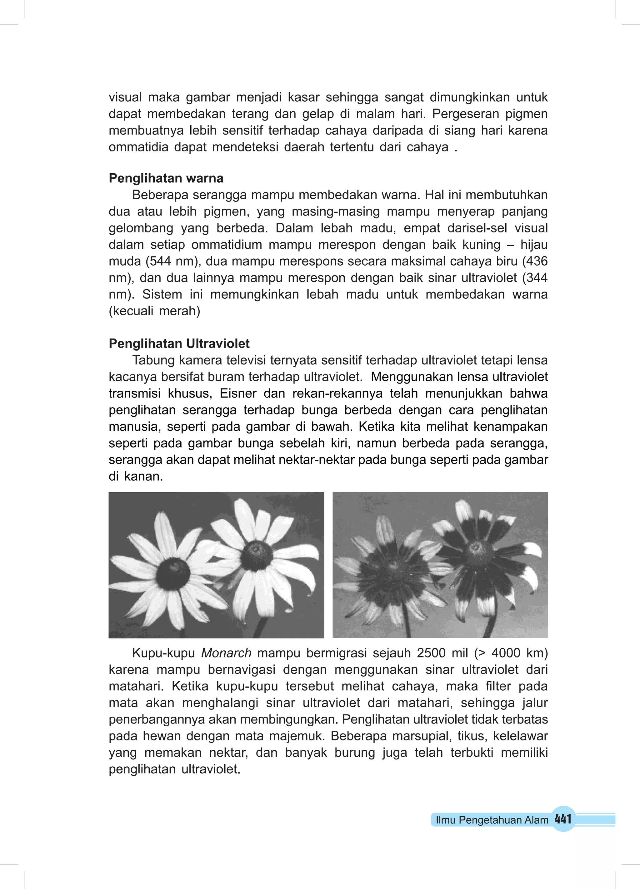 visual maka gambar menjadi kasar sehingga sangat dimungkinkan untuk 
dapat membedakan terang dan gelap di malam hari. Pergeseran pigmen 
membuatnya lebih sensitif terhadap cahaya daripada di siang hari karena 
ommatidia dapat mendeteksi daerah tertentu dari cahaya . 
Penglihatan warna 
Beberapa serangga mampu membedakan warna. Hal ini membutuhkan 
dua atau lebih pigmen, yang masing-masing mampu menyerap panjang 
gelombang yang berbeda. Dalam lebah madu, empat darisel-sel visual 
dalam setiap ommatidium mampu merespon dengan baik kuning – hijau 
muda (544 nm), dua mampu merespons secara maksimal cahaya biru (436 
nm), dan dua lainnya mampu merespon dengan baik sinar ultraviolet (344 
nm). Sistem ini memungkinkan lebah madu untuk membedakan warna 
(kecuali merah) 
Penglihatan Ultraviolet 
Tabung kamera televisi ternyata sensitif terhadap ultraviolet tetapi lensa 
kacanya bersifat buram terhadap ultraviolet. Menggunakan lensa ultraviolet 
transmisi khusus, Eisner dan rekan-rekannya telah menunjukkan bahwa 
penglihatan serangga terhadap bunga berbeda dengan cara penglihatan 
manusia, seperti pada gambar di bawah. Ketika kita melihat kenampakan 
seperti pada gambar bunga sebelah kiri, namun berbeda pada serangga, 
serangga akan dapat melihat nektar-nektar pada bunga seperti pada gambar 
di kanan. 
Kupu-kupu Monarch mampu bermigrasi sejauh 2500 mil (> 4000 km) 
karena mampu bernavigasi dengan menggunakan sinar ultraviolet dari 
matahari. Ketika kupu-kupu tersebut melihat cahaya, maka filter pada 
mata akan menghalangi sinar ultraviolet dari matahari, sehingga jalur 
penerbangannya akan membingungkan. Penglihatan ultraviolet tidak terbatas 
pada hewan dengan mata majemuk. Beberapa marsupial, tikus, kelelawar 
yang memakan nektar, dan banyak burung juga telah terbukti memiliki 
penglihatan ultraviolet. 
Ilmu Pengetahuan Alam 441 
 