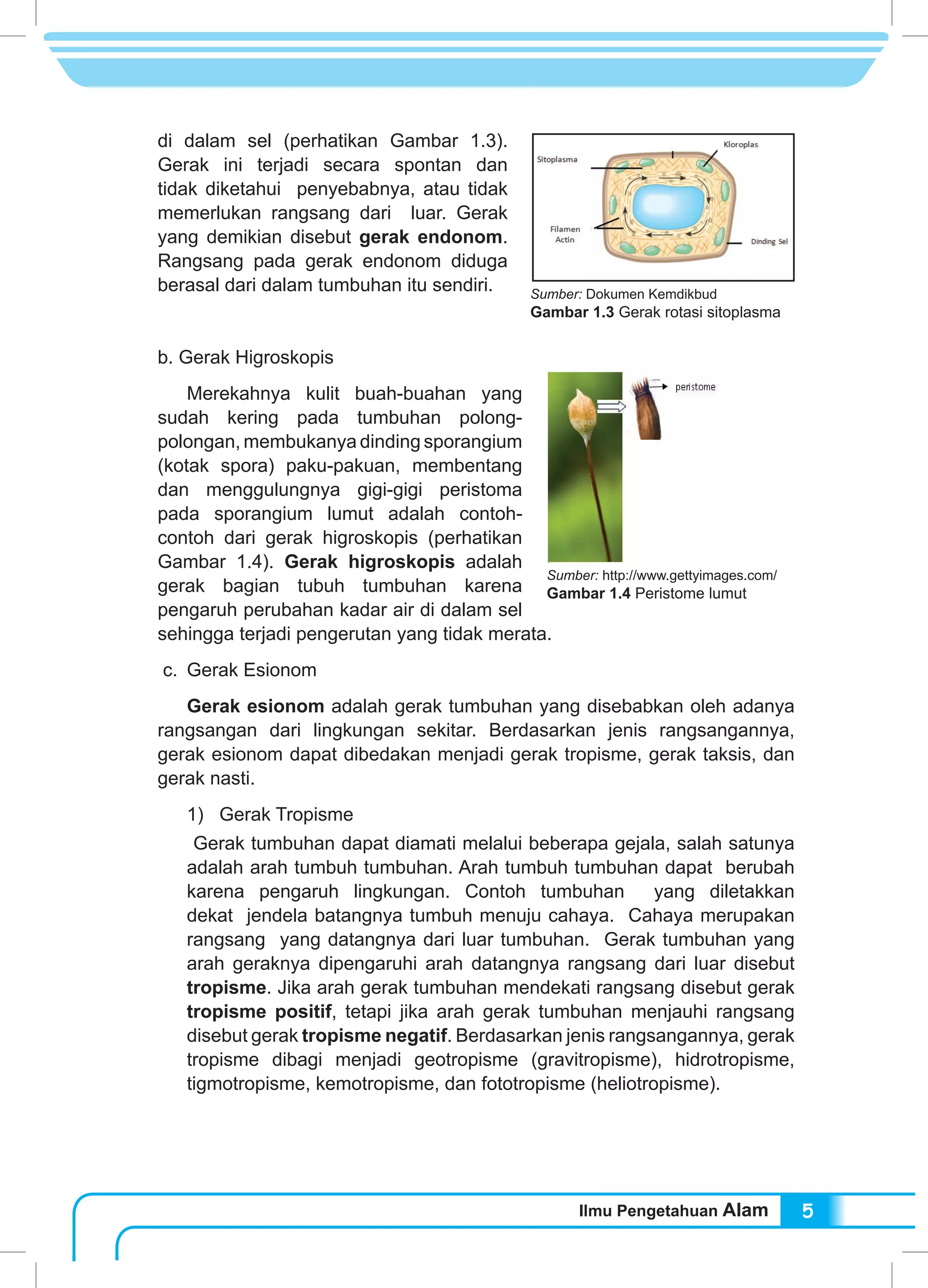 Ilmu Pengetahuan Alam 5
di dalam sel (perhatikan Gambar 1.3).
Gerak ini terjadi secara spontan dan
tidak diketahui penyebabnya, atau tidak
memerlukan rangsang dari luar. Gerak
yang demikian disebut gerak endonom.
Rangsang pada gerak endonom diduga
berasal dari dalam tumbuhan itu sendiri.
b. Gerak Higroskopis
	 Merekahnya kulit buah-buahan yang
sudah kering pada tumbuhan polong-
polongan, membukanya dinding sporangium
(kotak spora) paku-pakuan, membentang
dan menggulungnya gigi-gigi peristoma
pada sporangium lumut adalah contoh-
contoh dari gerak higroskopis (perhatikan
Gambar 1.4). Gerak higroskopis adalah
gerak bagian tubuh tumbuhan karena
pengaruh perubahan kadar air di dalam sel
sehingga terjadi pengerutan yang tidak merata.
c.	 Gerak Esionom
	 Gerak esionom adalah gerak tumbuhan yang disebabkan oleh adanya
rangsangan dari lingkungan sekitar. Berdasarkan jenis rangsangannya,
gerak esionom dapat dibedakan menjadi gerak tropisme, gerak taksis, dan
gerak nasti.
1) Gerak Tropisme
Gerak tumbuhan dapat diamati melalui beberapa gejala, salah satunya
adalah arah tumbuh tumbuhan. Arah tumbuh tumbuhan dapat berubah
karena pengaruh lingkungan. Contoh tumbuhan yang diletakkan
dekat jendela batangnya tumbuh menuju cahaya. Cahaya merupakan
rangsang yang datangnya dari luar tumbuhan. Gerak tumbuhan yang
arah geraknya dipengaruhi arah datangnya rangsang dari luar disebut
tropisme. Jika arah gerak tumbuhan mendekati rangsang disebut gerak
tropisme positif, tetapi jika arah gerak tumbuhan menjauhi rangsang
disebut gerak tropisme negatif. Berdasarkan jenis rangsangannya, gerak
tropisme dibagi menjadi geotropisme (gravitropisme), hidrotropisme,
tigmotropisme, kemotropisme, dan fototropisme (heliotropisme).
Sumber: Dokumen Kemdikbud
Gambar 1.3 Gerak rotasi sitoplasma
Sumber: http://www.gettyimages.com/
Gambar 1.4 Peristome lumut
 