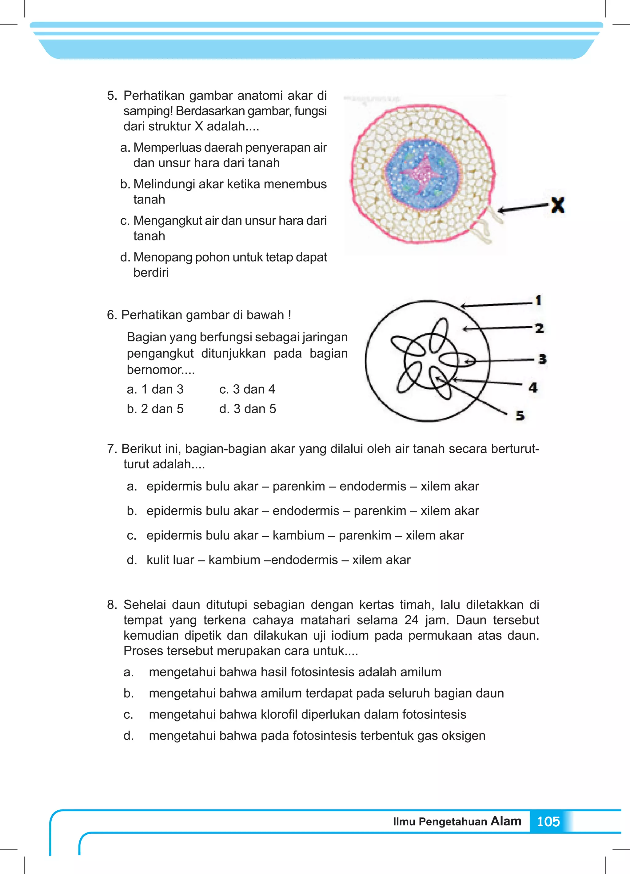 Ilmu Pengetahuan Alam 105
5.	Perhatikan gambar anatomi akar di
samping! Berdasarkan gambar, fungsi
dari struktur X adalah....
a.	Memperluas daerah penyerapan air
dan unsur hara dari tanah
b.	Melindungi akar ketika menembus
tanah
c.	Mengangkut air dan unsur hara dari
tanah
d.	Menopang pohon untuk tetap dapat
berdiri
6. Perhatikan gambar di bawah !
Bagian yang berfungsi sebagai jaringan
pengangkut ditunjukkan pada bagian
bernomor....
a. 1 dan 3 	 c. 3 dan 4
b. 2 dan 5 	 d. 3 dan 5
7. Berikut ini, bagian-bagian akar yang dilalui oleh air tanah secara berturut-
turut adalah....
a.	 epidermis bulu akar – parenkim – endodermis – xilem akar
b.	 epidermis bulu akar – endodermis – parenkim – xilem akar
c.	 epidermis bulu akar – kambium – parenkim – xilem akar
d.	 kulit luar – kambium –endodermis – xilem akar
8.	Sehelai daun ditutupi sebagian dengan kertas timah, lalu diletakkan di
tempat yang terkena cahaya matahari selama 24 jam. Daun tersebut
kemudian dipetik dan dilakukan uji iodium pada permukaan atas daun.
Proses tersebut merupakan cara untuk....
a.	 mengetahui bahwa hasil fotosintesis adalah amilum
b.	 mengetahui bahwa amilum terdapat pada seluruh bagian daun
c.	 mengetahui bahwa klorofil diperlukan dalam fotosintesis
d.	 mengetahui bahwa pada fotosintesis terbentuk gas oksigen
 
