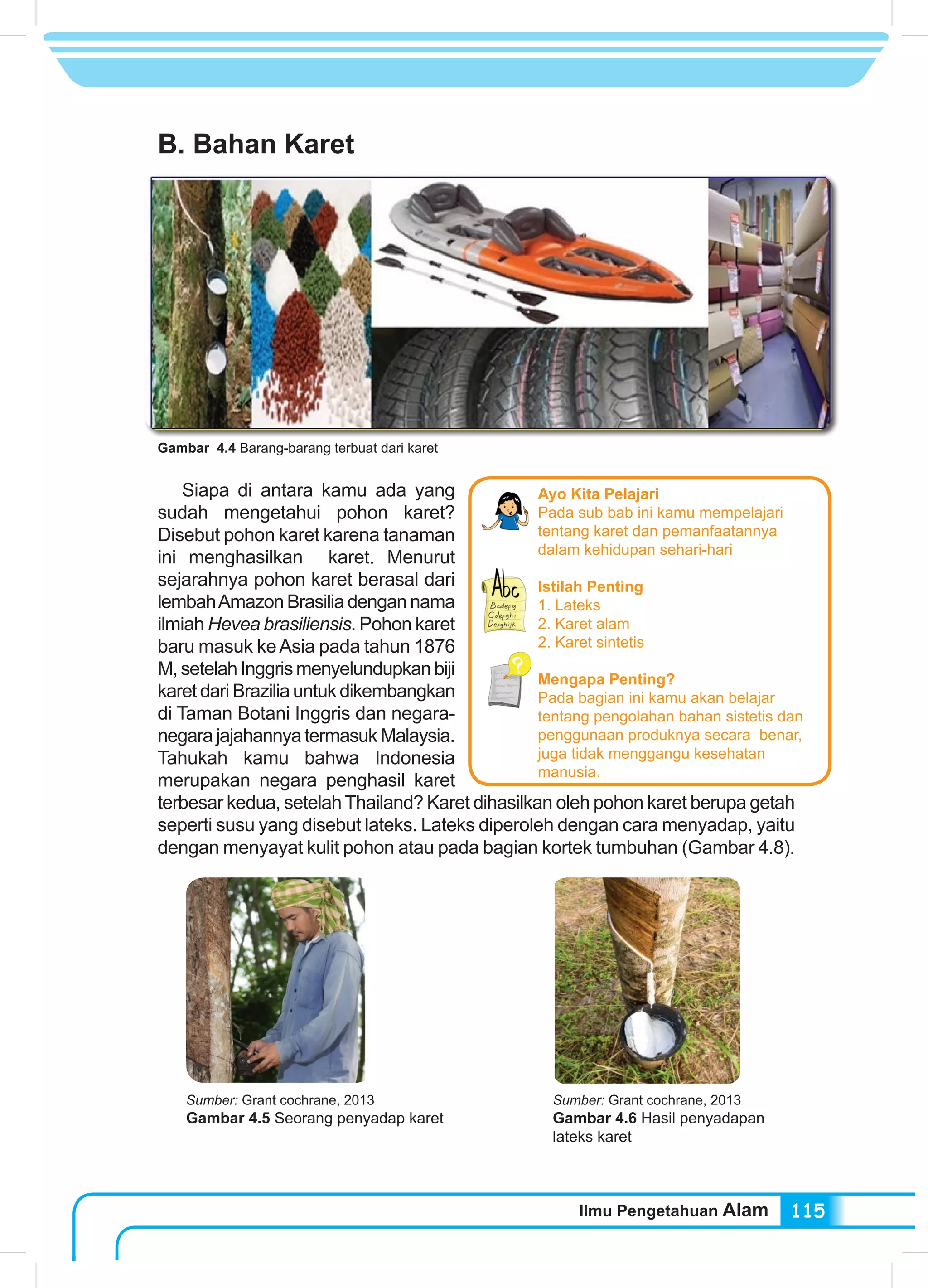Ilmu Pengetahuan Alam 115
B. Bahan Karet
Siapa di antara kamu ada yang
sudah mengetahui pohon karet?
Disebut pohon karet karena tanaman
ini menghasilkan karet. Menurut
sejarahnya pohon karet berasal dari
lembahAmazon Brasilia dengan nama
ilmiah Hevea brasiliensis. Pohon karet
baru masuk keAsia pada tahun 1876
M, setelah Inggris menyelundupkan biji
karet dari Brazilia untuk dikembangkan
di Taman Botani Inggris dan negara-
negara jajahannya termasuk Malaysia.
Tahukah kamu bahwa Indonesia
merupakan negara penghasil karet
terbesar kedua, setelah Thailand? Karet dihasilkan oleh pohon karet berupa getah
seperti susu yang disebut lateks. Lateks diperoleh dengan cara menyadap, yaitu
dengan menyayat kulit pohon atau pada bagian kortek tumbuhan (Gambar 4.8).
Gambar 4.4 Barang-barang terbuat dari karet
Ayo Kita Pelajari
Pada sub bab ini kamu mempelajari
tentang karet dan pemanfaatannya
dalam kehidupan sehari-hari
Istilah Penting
1. Lateks
2. Karet alam
2. Karet sintetis
Mengapa Penting?
Pada bagian ini kamu akan belajar
tentang pengolahan bahan sistetis dan
penggunaan produknya secara benar,
juga tidak menggangu kesehatan
manusia.
Sumber: Grant cochrane, 2013
Gambar 4.6 Hasil penyadapan
lateks karet
Sumber: Grant cochrane, 2013
Gambar 4.5 Seorang penyadap karet
 