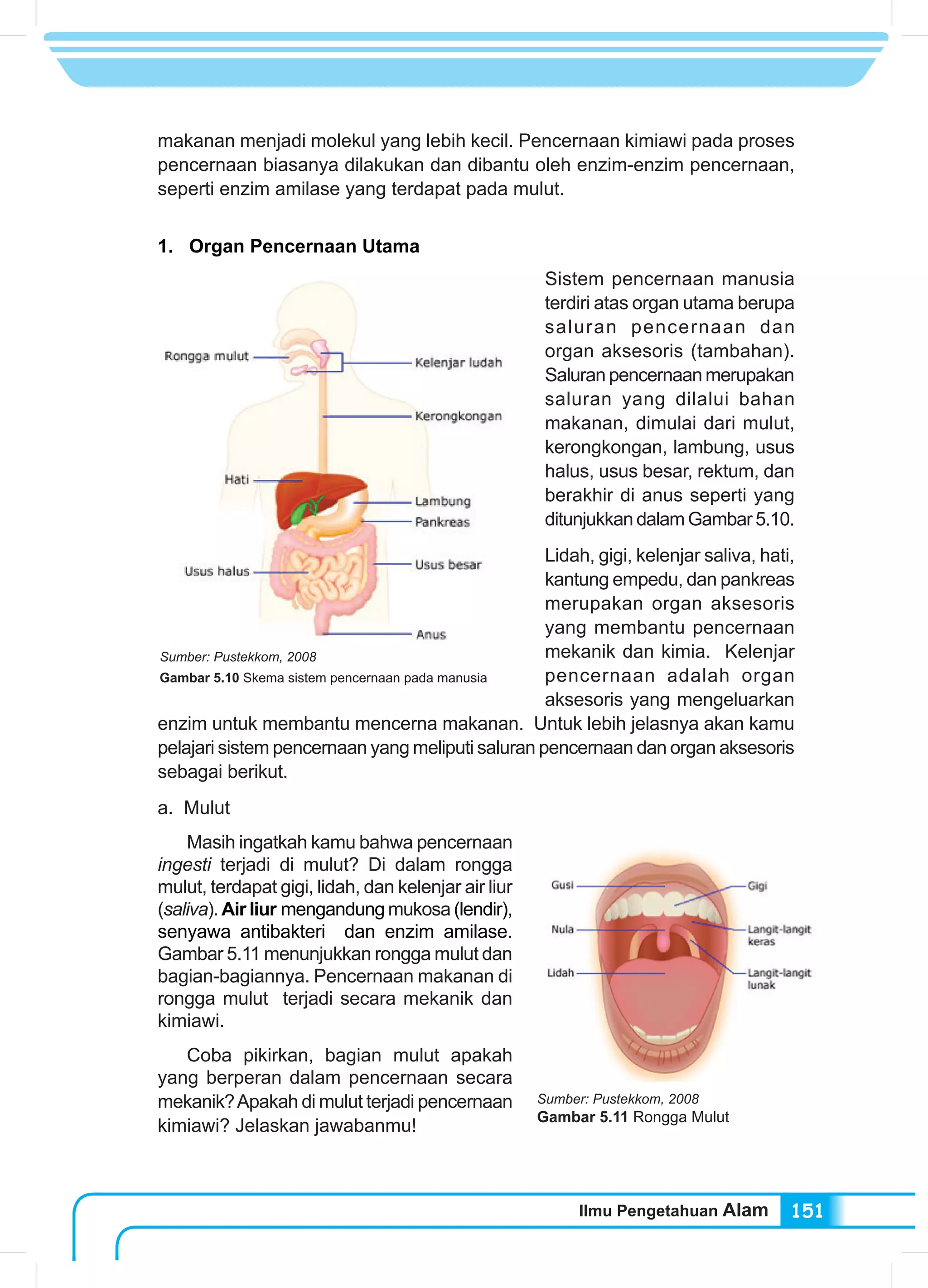 Ilmu Pengetahuan Alam 151
makanan menjadi molekul yang lebih kecil. Pencernaan kimiawi pada proses
pencernaan biasanya dilakukan dan dibantu oleh enzim-enzim pencernaan,
seperti enzim amilase yang terdapat pada mulut.
1. Organ Pencernaan Utama
	 Sistem pencernaan manusia
terdiri atas organ utama berupa
saluran pencernaan dan
organ aksesoris (tambahan).
Saluran pencernaan merupakan
saluran yang dilalui bahan
makanan, dimulai dari mulut,
kerongkongan, lambung, usus
halus, usus besar, rektum, dan
berakhir di anus seperti yang
ditunjukkan dalamGambar5.10.
Lidah, gigi, kelenjar saliva, hati,
kantung empedu, dan pankreas
merupakan organ aksesoris
yang membantu pencernaan
mekanik dan kimia. Kelenjar
pencernaan adalah organ
aksesoris yang mengeluarkan
enzim untuk membantu mencerna makanan. Untuk lebih jelasnya akan kamu
pelajari sistem pencernaan yang meliputi saluran pencernaan dan organ aksesoris
sebagai berikut.
a. Mulut
	 Masih ingatkah kamu bahwa pencernaan
ingesti terjadi di mulut? Di dalam rongga
mulut, terdapat gigi, lidah, dan kelenjar air liur
(saliva). Air liur mengandung mukosa (lendir),
senyawa antibakteri dan enzim amilase.
Gambar 5.11 menunjukkan rongga mulut dan
bagian-bagiannya. Pencernaan makanan di
rongga mulut terjadi secara mekanik dan
kimiawi.
	 Coba pikirkan, bagian mulut apakah
yang berperan dalam pencernaan secara
mekanik?Apakah di mulut terjadi pencernaan
kimiawi? Jelaskan jawabanmu!
Sumber: Pustekkom, 2008
Gambar 5.10 Skema sistem pencernaan pada manusia
Sumber: Pustekkom, 2008
Gambar 5.11 Rongga Mulut
 