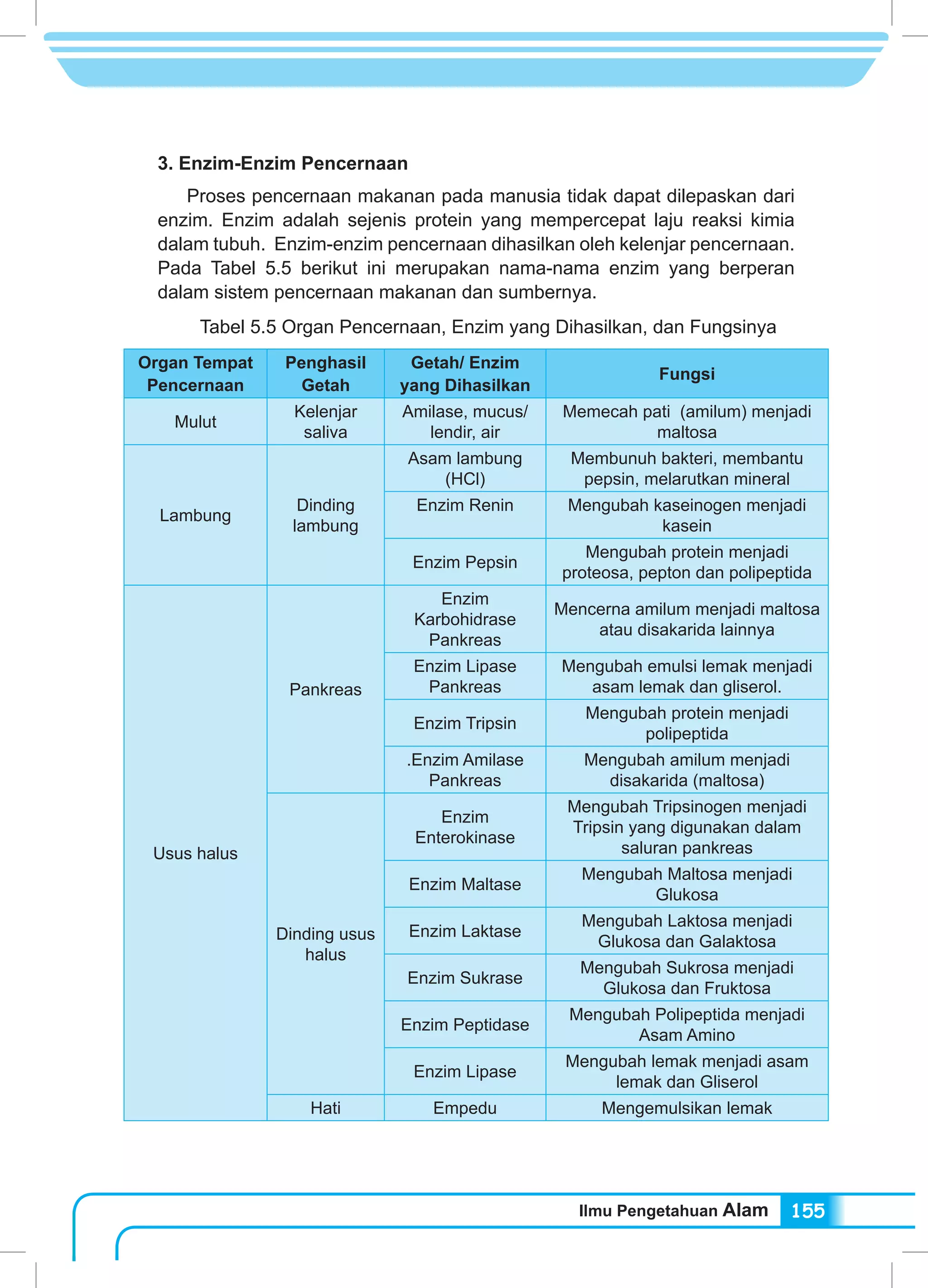 Ilmu Pengetahuan Alam 155
3. Enzim-Enzim Pencernaan
	 Proses pencernaan makanan pada manusia tidak dapat dilepaskan dari
enzim. Enzim adalah sejenis protein yang mempercepat laju reaksi kimia
dalam tubuh. Enzim-enzim pencernaan dihasilkan oleh kelenjar pencernaan.
Pada Tabel 5.5 berikut ini merupakan nama-nama enzim yang berperan
dalam sistem pencernaan makanan dan sumbernya.
Tabel 5.5 Organ Pencernaan, Enzim yang Dihasilkan, dan Fungsinya
Organ Tempat
Pencernaan
Penghasil
Getah
Getah/ Enzim
yang Dihasilkan
Fungsi
Mulut
Kelenjar
saliva
Amilase, mucus/
lendir, air
Memecah pati (amilum) menjadi
maltosa
Lambung
Dinding
lambung
Asam lambung
(HCl)
Membunuh bakteri, membantu
pepsin, melarutkan mineral
Enzim Renin Mengubah kaseinogen menjadi
kasein
Enzim Pepsin
Mengubah protein menjadi
proteosa, pepton dan polipeptida
Usus halus
Pankreas
Enzim
Karbohidrase
Pankreas
Mencerna amilum menjadi maltosa
atau disakarida lainnya
Enzim Lipase
Pankreas
Mengubah emulsi lemak menjadi
asam lemak dan gliserol.
Enzim Tripsin
Mengubah protein menjadi
polipeptida
.Enzim Amilase
Pankreas
Mengubah amilum menjadi
disakarida (maltosa)
Dinding usus
halus
Enzim
Enterokinase
Mengubah Tripsinogen menjadi
Tripsin yang digunakan dalam
saluran pankreas
Enzim Maltase
Mengubah Maltosa menjadi
Glukosa
Enzim Laktase
Mengubah Laktosa menjadi
Glukosa dan Galaktosa
Enzim Sukrase
Mengubah Sukrosa menjadi
Glukosa dan Fruktosa
Enzim Peptidase
Mengubah Polipeptida menjadi
Asam Amino
Enzim Lipase
Mengubah lemak menjadi asam
lemak dan Gliserol
Hati Empedu Mengemulsikan lemak
 