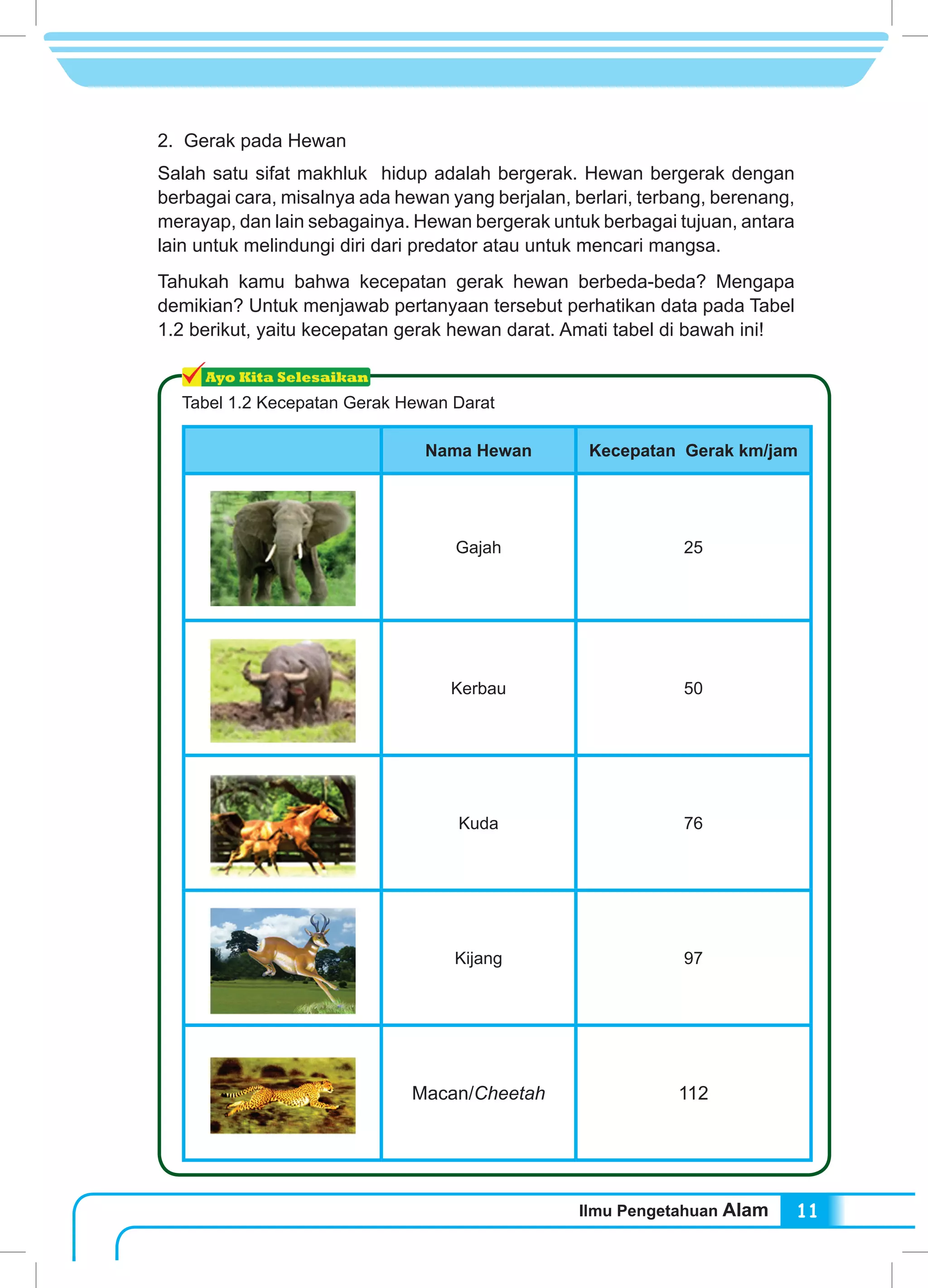 Ilmu Pengetahuan Alam 11
Tabel 1.2 Kecepatan Gerak Hewan Darat
Nama Hewan Kecepatan Gerak km/jam
Gajah 25
Kerbau 50
Kuda 76
Kijang 97
Macan/Cheetah 112
2. Gerak pada Hewan
Salah satu sifat makhluk hidup adalah bergerak. Hewan bergerak dengan
berbagai cara, misalnya ada hewan yang berjalan, berlari, terbang, berenang,
merayap, dan lain sebagainya. Hewan bergerak untuk berbagai tujuan, antara
lain untuk melindungi diri dari predator atau untuk mencari mangsa.
Tahukah kamu bahwa kecepatan gerak hewan berbeda-beda? Mengapa
demikian? Untuk menjawab pertanyaan tersebut perhatikan data pada Tabel
1.2 berikut, yaitu kecepatan gerak hewan darat. Amati tabel di bawah ini!
 