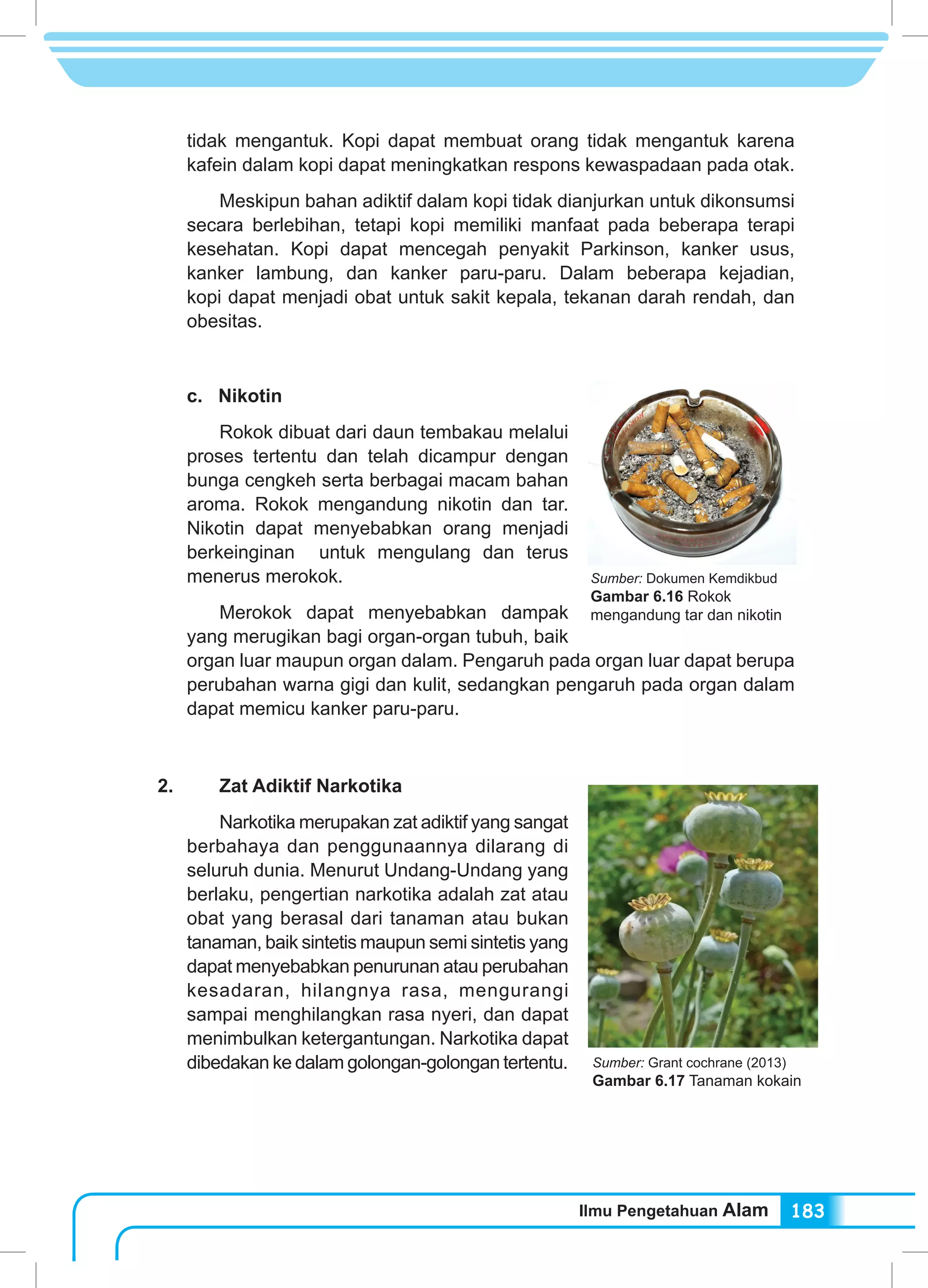Ilmu Pengetahuan Alam 183
tidak mengantuk. Kopi dapat membuat orang tidak mengantuk karena
kafein dalam kopi dapat meningkatkan respons kewaspadaan pada otak.
		 Meskipun bahan adiktif dalam kopi tidak dianjurkan untuk dikonsumsi
secara berlebihan, tetapi kopi memiliki manfaat pada beberapa terapi
kesehatan. Kopi dapat mencegah penyakit Parkinson, kanker usus,
kanker lambung, dan kanker paru-paru. Dalam beberapa kejadian,
kopi dapat menjadi obat untuk sakit kepala, tekanan darah rendah, dan
obesitas.
c. Nikotin
		 Rokok dibuat dari daun tembakau melalui
proses tertentu dan telah dicampur dengan
bunga cengkeh serta berbagai macam bahan
aroma. Rokok mengandung nikotin dan tar.
Nikotin dapat menyebabkan orang menjadi
berkeinginan untuk mengulang dan terus
menerus merokok.
		 Merokok dapat menyebabkan dampak
yang merugikan bagi organ-organ tubuh, baik
organ luar maupun organ dalam. Pengaruh pada organ luar dapat berupa
perubahan warna gigi dan kulit, sedangkan pengaruh pada organ dalam
dapat memicu kanker paru-paru.
2.		 Zat Adiktif Narkotika
		 Narkotika merupakan zat adiktif yang sangat
berbahaya dan penggunaannya dilarang di
seluruh dunia. Menurut Undang-Undang yang
berlaku, pengertian narkotika adalah zat atau
obat yang berasal dari tanaman atau bukan
tanaman, baik sintetis maupun semi sintetis yang
dapat menyebabkan penurunan atau perubahan
kesadaran, hilangnya rasa, mengurangi
sampai menghilangkan rasa nyeri, dan dapat
menimbulkan ketergantungan. Narkotika dapat
dibedakan ke dalam golongan-golongan tertentu.
Sumber: Dokumen Kemdikbud
Gambar 6.16 Rokok
mengandung tar dan nikotin
Sumber: Grant cochrane (2013)
Gambar 6.17 Tanaman kokain
 