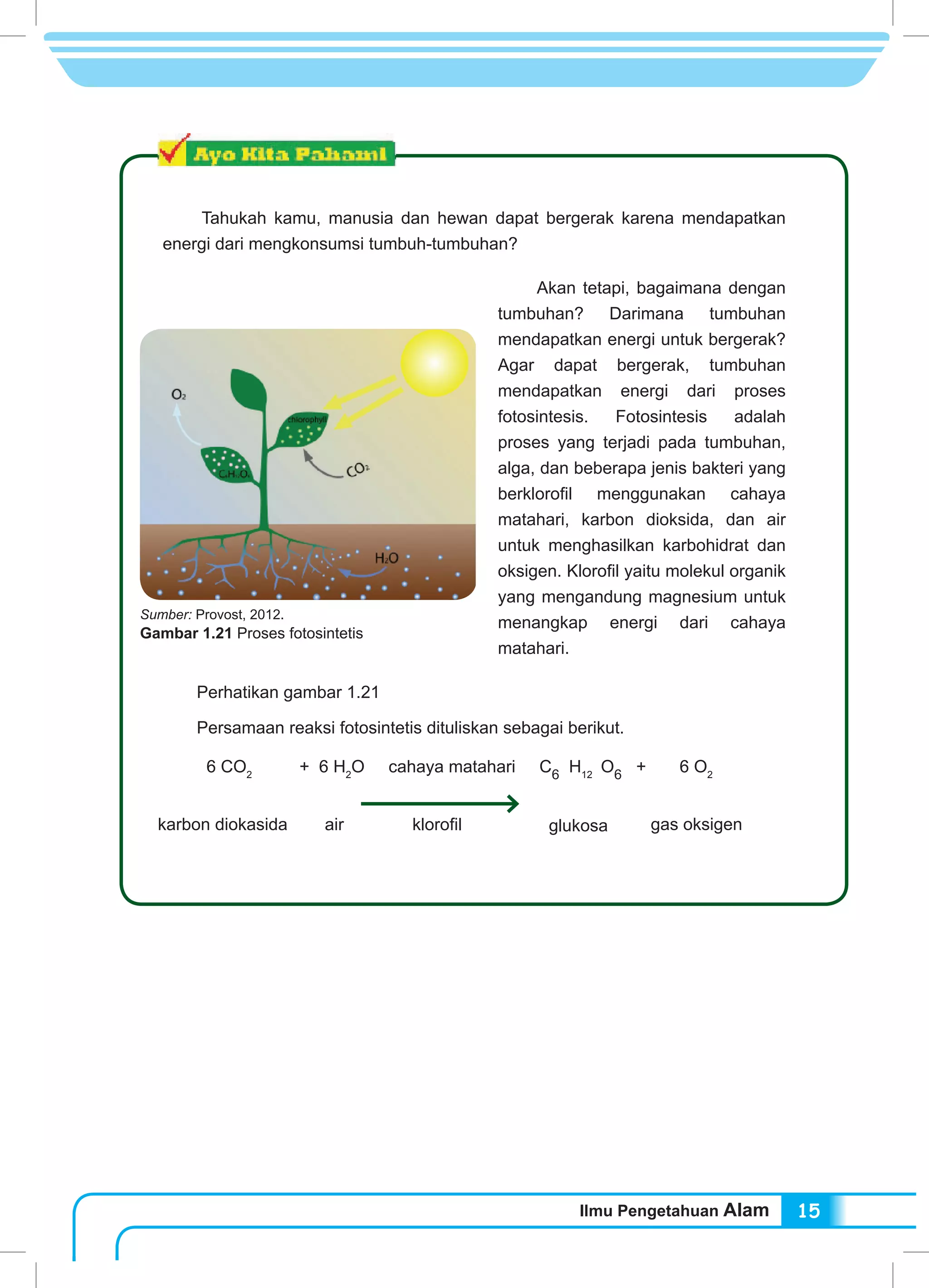 Ilmu Pengetahuan Alam 15
Tahukah kamu, manusia dan hewan dapat bergerak karena mendapatkan
energi dari mengkonsumsi tumbuh-tumbuhan?
Akan tetapi, bagaimana dengan
tumbuhan? Darimana tumbuhan
mendapatkan energi untuk bergerak?
Agar dapat bergerak, tumbuhan
mendapatkan energi dari proses
fotosintesis. Fotosintesis adalah
proses yang terjadi pada tumbuhan,
alga, dan beberapa jenis bakteri yang
berklorofil menggunakan cahaya
matahari, karbon dioksida, dan air
untuk menghasilkan karbohidrat dan
oksigen. Klorofil yaitu molekul organik
yang mengandung magnesium untuk
menangkap energi dari cahaya
matahari.
Perhatikan gambar 1.21
Persamaan reaksi fotosintetis dituliskan sebagai berikut.
6 CO2
+ 6 H2
O cahaya matahari C6
H12
O6
+ 6 O2
karbon diokasida air klorofil glukosa gas oksigen
Sumber: Provost, 2012.
Gambar 1.21 Proses fotosintetis
 