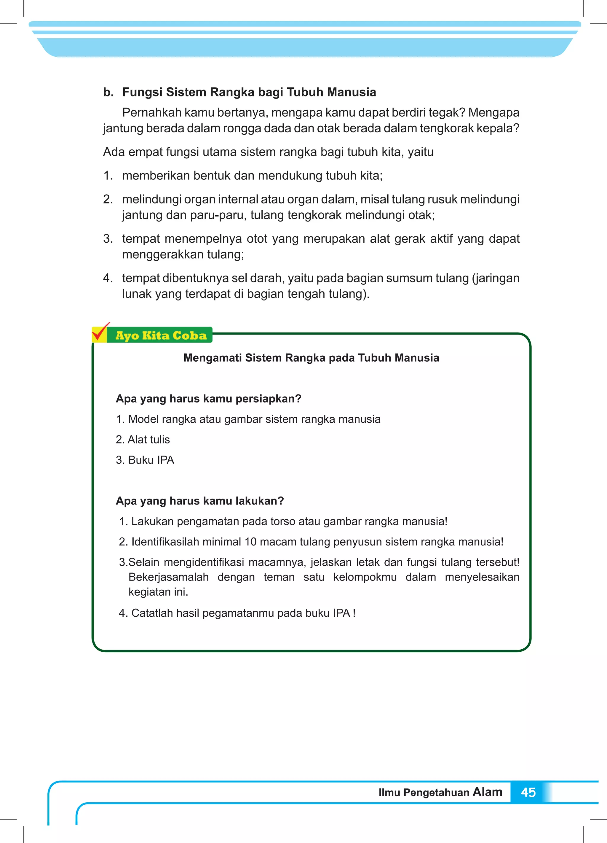 Ilmu Pengetahuan Alam 45
b. 	Fungsi Sistem Rangka bagi Tubuh Manusia
	 Pernahkah kamu bertanya, mengapa kamu dapat berdiri tegak? Mengapa
jantung berada dalam rongga dada dan otak berada dalam tengkorak kepala?
Ada empat fungsi utama sistem rangka bagi tubuh kita, yaitu
1. 	 memberikan bentuk dan mendukung tubuh kita;
2.	 melindungi organ internal atau organ dalam, misal tulang rusuk melindungi
jantung dan paru-paru, tulang tengkorak melindungi otak;
3.	 tempat menempelnya otot yang merupakan alat gerak aktif yang dapat
menggerakkan tulang;
4. 	 tempat dibentuknya sel darah, yaitu pada bagian sumsum tulang (jaringan
lunak yang terdapat di bagian tengah tulang).
Mengamati Sistem Rangka pada Tubuh Manusia
Apa yang harus kamu persiapkan?
1. Model rangka atau gambar sistem rangka manusia
2. Alat tulis
3. Buku IPA
Apa yang harus kamu lakukan?
1. Lakukan pengamatan pada torso atau gambar rangka manusia!
2. Identifikasilah minimal 10 macam tulang penyusun sistem rangka manusia!
3.Selain mengidentifikasi macamnya, jelaskan letak dan fungsi tulang tersebut!
Bekerjasamalah dengan teman satu kelompokmu dalam menyelesaikan
kegiatan ini.
4. Catatlah hasil pegamatanmu pada buku IPA !
 