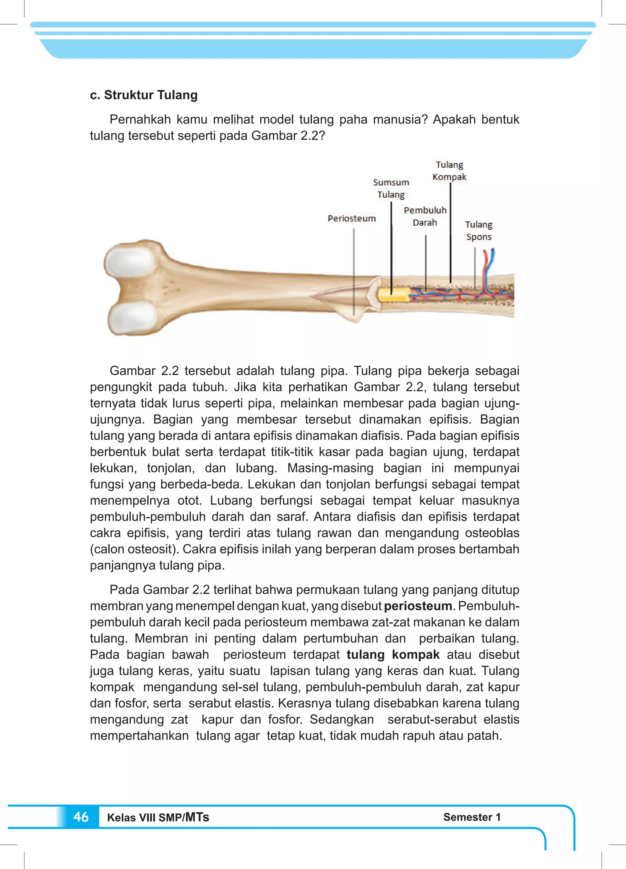 Kelas VIII SMP/MTs Semester 146
c. Struktur Tulang
	 Pernahkah kamu melihat model tulang paha manusia? Apakah bentuk
tulang tersebut seperti pada Gambar 2.2?
	 Gambar 2.2 tersebut adalah tulang pipa. Tulang pipa bekerja sebagai
pengungkit pada tubuh. Jika kita perhatikan Gambar 2.2, tulang tersebut
ternyata tidak lurus seperti pipa, melainkan membesar pada bagian ujung-
ujungnya. Bagian yang membesar tersebut dinamakan epifisis. Bagian
tulang yang berada di antara epifisis dinamakan diafisis. Pada bagian epifisis
berbentuk bulat serta terdapat titik-titik kasar pada bagian ujung, terdapat
lekukan, tonjolan, dan lubang. Masing-masing bagian ini mempunyai
fungsi yang berbeda-beda. Lekukan dan tonjolan berfungsi sebagai tempat
menempelnya otot. Lubang berfungsi sebagai tempat keluar masuknya
pembuluh-pembuluh darah dan saraf. Antara diafisis dan epifisis terdapat
cakra epifisis, yang terdiri atas tulang rawan dan mengandung osteoblas
(calon osteosit). Cakra epifisis inilah yang berperan dalam proses bertambah
panjangnya tulang pipa.
	 Pada Gambar 2.2 terlihat bahwa permukaan tulang yang panjang ditutup
membran yang menempel dengan kuat, yang disebut periosteum. Pembuluh-
pembuluh darah kecil pada periosteum membawa zat-zat makanan ke dalam
tulang. Membran ini penting dalam pertumbuhan dan perbaikan tulang.
Pada bagian bawah periosteum terdapat tulang kompak atau disebut
juga tulang keras, yaitu suatu lapisan tulang yang keras dan kuat. Tulang
kompak mengandung sel-sel tulang, pembuluh-pembuluh darah, zat kapur
dan fosfor, serta serabut elastis. Kerasnya tulang disebabkan karena tulang
mengandung zat kapur dan fosfor. Sedangkan serabut-serabut elastis
mempertahankan tulang agar tetap kuat, tidak mudah rapuh atau patah.
 