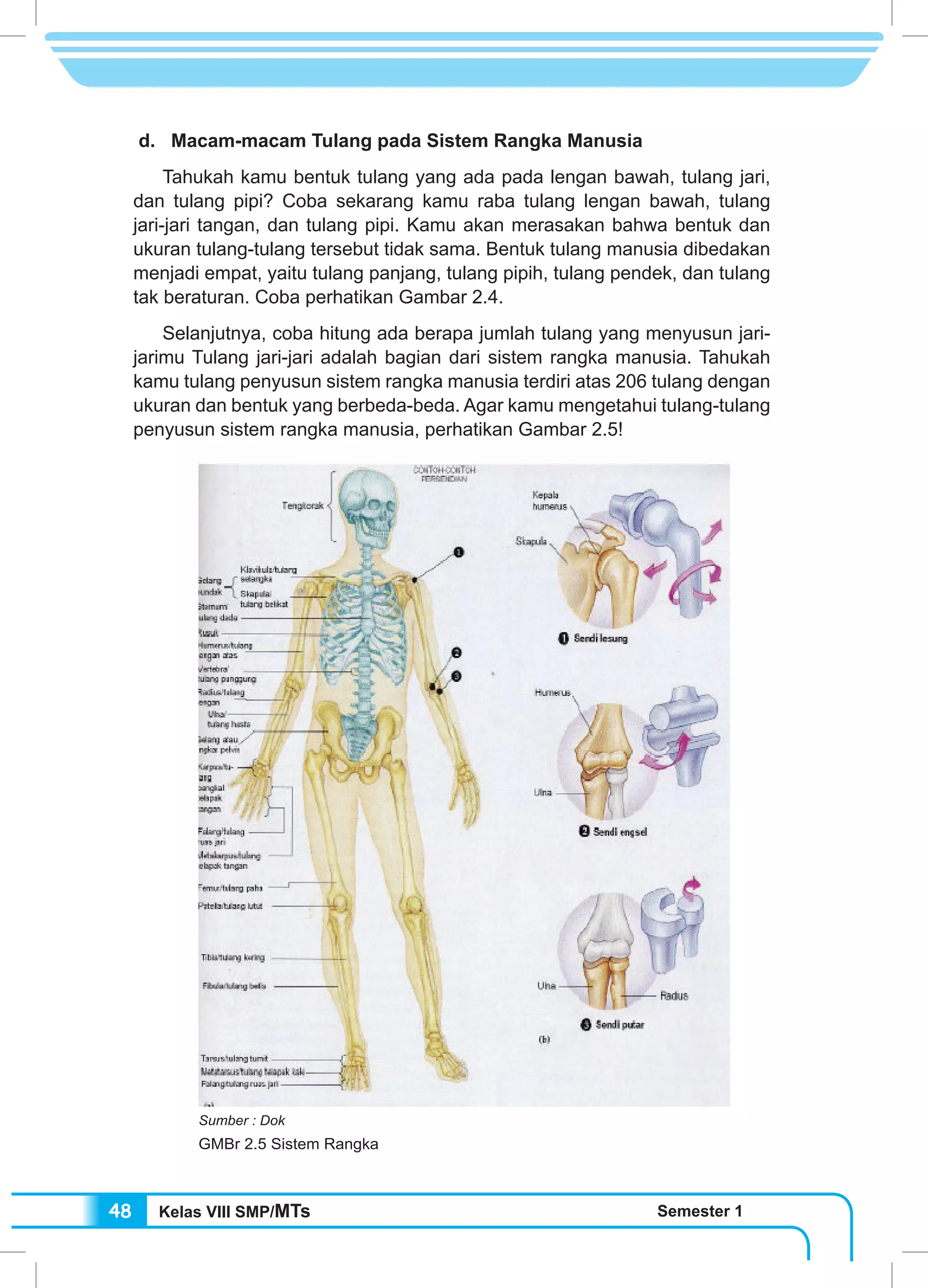 Kelas VIII SMP/MTs Semester 148
d. Macam-macam Tulang pada Sistem Rangka Manusia
	 Tahukah kamu bentuk tulang yang ada pada lengan bawah, tulang jari,
dan tulang pipi? Coba sekarang kamu raba tulang lengan bawah, tulang
jari-jari tangan, dan tulang pipi. Kamu akan merasakan bahwa bentuk dan
ukuran tulang-tulang tersebut tidak sama. Bentuk tulang manusia dibedakan
menjadi empat, yaitu tulang panjang, tulang pipih, tulang pendek, dan tulang
tak beraturan. Coba perhatikan Gambar 2.4.
	 Selanjutnya, coba hitung ada berapa jumlah tulang yang menyusun jari-
jarimu Tulang jari-jari adalah bagian dari sistem rangka manusia. Tahukah
kamu tulang penyusun sistem rangka manusia terdiri atas 206 tulang dengan
ukuran dan bentuk yang berbeda-beda. Agar kamu mengetahui tulang-tulang
penyusun sistem rangka manusia, perhatikan Gambar 2.5!
Sumber : Dok
GMBr 2.5 Sistem Rangka
 