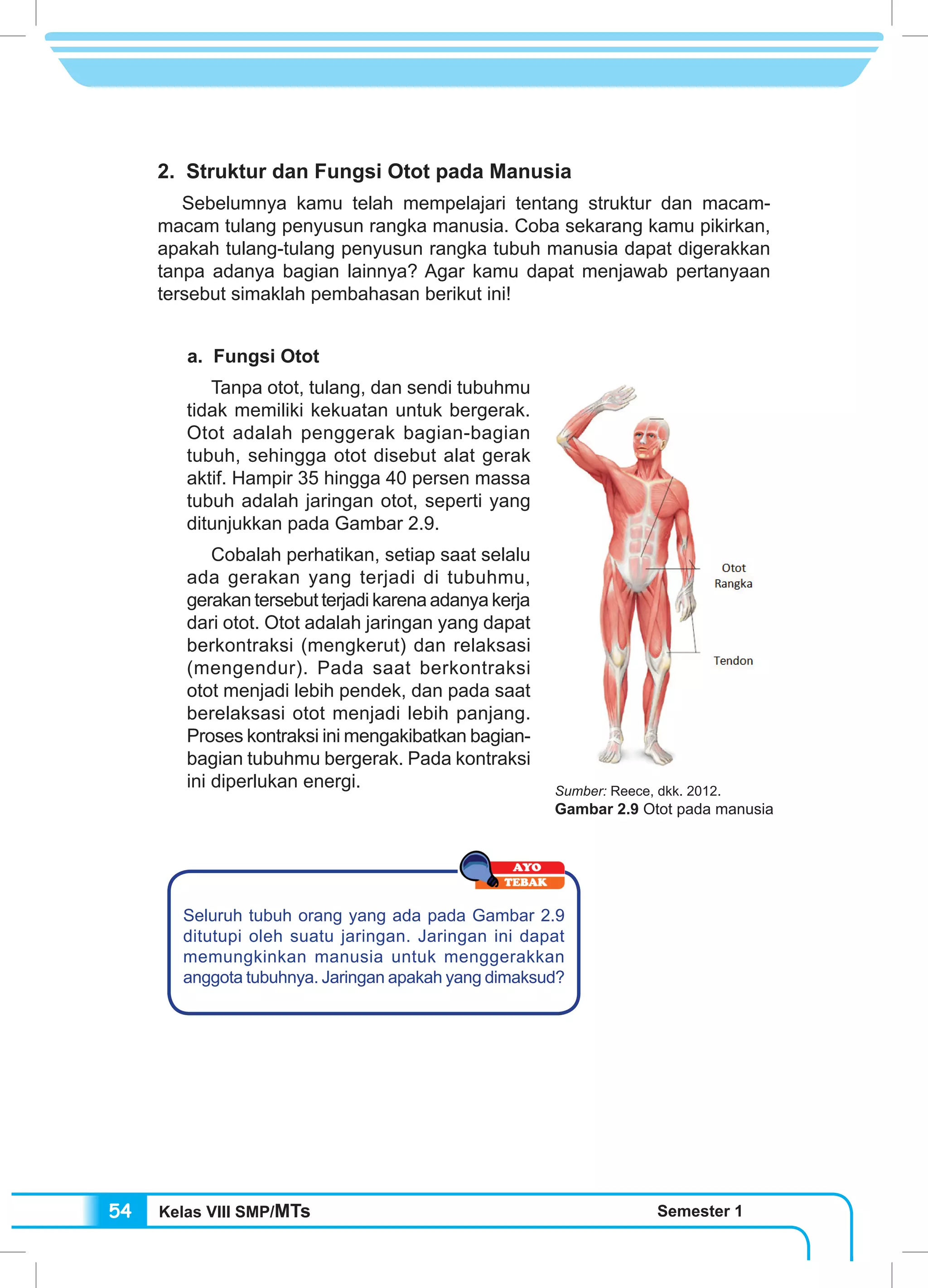 Kelas VIII SMP/MTs Semester 154
2. Struktur dan Fungsi Otot pada Manusia
Sebelumnya kamu telah mempelajari tentang struktur dan macam-
macam tulang penyusun rangka manusia. Coba sekarang kamu pikirkan,
apakah tulang-tulang penyusun rangka tubuh manusia dapat digerakkan
tanpa adanya bagian lainnya? Agar kamu dapat menjawab pertanyaan
tersebut simaklah pembahasan berikut ini!
a. Fungsi Otot
Tanpa otot, tulang, dan sendi tubuhmu
tidak memiliki kekuatan untuk bergerak.
Otot adalah penggerak bagian-bagian
tubuh, sehingga otot disebut alat gerak
aktif. Hampir 35 hingga 40 persen massa
tubuh adalah jaringan otot, seperti yang
ditunjukkan pada Gambar 2.9.
Cobalah perhatikan, setiap saat selalu
ada gerakan yang terjadi di tubuhmu,
gerakan tersebut terjadi karena adanya kerja
dari otot. Otot adalah jaringan yang dapat
berkontraksi (mengkerut) dan relaksasi
(mengendur). Pada saat berkontraksi
otot menjadi lebih pendek, dan pada saat
berelaksasi otot menjadi lebih panjang.
Proses kontraksi ini mengakibatkan bagian-
bagian tubuhmu bergerak. Pada kontraksi
ini diperlukan energi.
Seluruh tubuh orang yang ada pada Gambar 2.9
ditutupi oleh suatu jaringan. Jaringan ini dapat
memungkinkan manusia untuk menggerakkan
anggota tubuhnya. Jaringan apakah yang dimaksud?
Sumber: Reece, dkk. 2012.
Gambar 2.9 Otot pada manusia
 