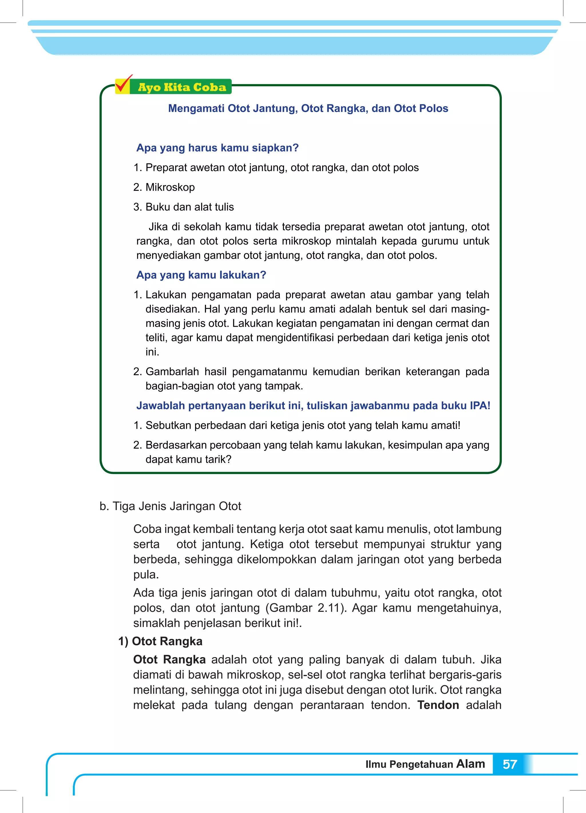 Ilmu Pengetahuan Alam 57
Mengamati Otot Jantung, Otot Rangka, dan Otot Polos
Apa yang harus kamu siapkan?
1.	Preparat awetan otot jantung, otot rangka, dan otot polos
2.	Mikroskop
3.	Buku dan alat tulis
Jika di sekolah kamu tidak tersedia preparat awetan otot jantung, otot
rangka, dan otot polos serta mikroskop mintalah kepada gurumu untuk
menyediakan gambar otot jantung, otot rangka, dan otot polos.
Apa yang kamu lakukan?
1.	Lakukan pengamatan pada preparat awetan atau gambar yang telah
disediakan. Hal yang perlu kamu amati adalah bentuk sel dari masing-
masing jenis otot. Lakukan kegiatan pengamatan ini dengan cermat dan
teliti, agar kamu dapat mengidentifikasi perbedaan dari ketiga jenis otot
ini.
2.	Gambarlah hasil pengamatanmu kemudian berikan keterangan pada
bagian-bagian otot yang tampak.
Jawablah pertanyaan berikut ini, tuliskan jawabanmu pada buku IPA!
1.	Sebutkan perbedaan dari ketiga jenis otot yang telah kamu amati!
2.	Berdasarkan percobaan yang telah kamu lakukan, kesimpulan apa yang
dapat kamu tarik?
b. Tiga Jenis Jaringan Otot
Coba ingat kembali tentang kerja otot saat kamu menulis, otot lambung
serta otot jantung. Ketiga otot tersebut mempunyai struktur yang
berbeda, sehingga dikelompokkan dalam jaringan otot yang berbeda
pula.
Ada tiga jenis jaringan otot di dalam tubuhmu, yaitu otot rangka, otot
polos, dan otot jantung (Gambar 2.11). Agar kamu mengetahuinya,
simaklah penjelasan berikut ini!.
1) Otot Rangka
Otot Rangka adalah otot yang paling banyak di dalam tubuh. Jika
diamati di bawah mikroskop, sel-sel otot rangka terlihat bergaris-garis
melintang, sehingga otot ini juga disebut dengan otot lurik. Otot rangka
melekat pada tulang dengan perantaraan tendon. Tendon adalah
 