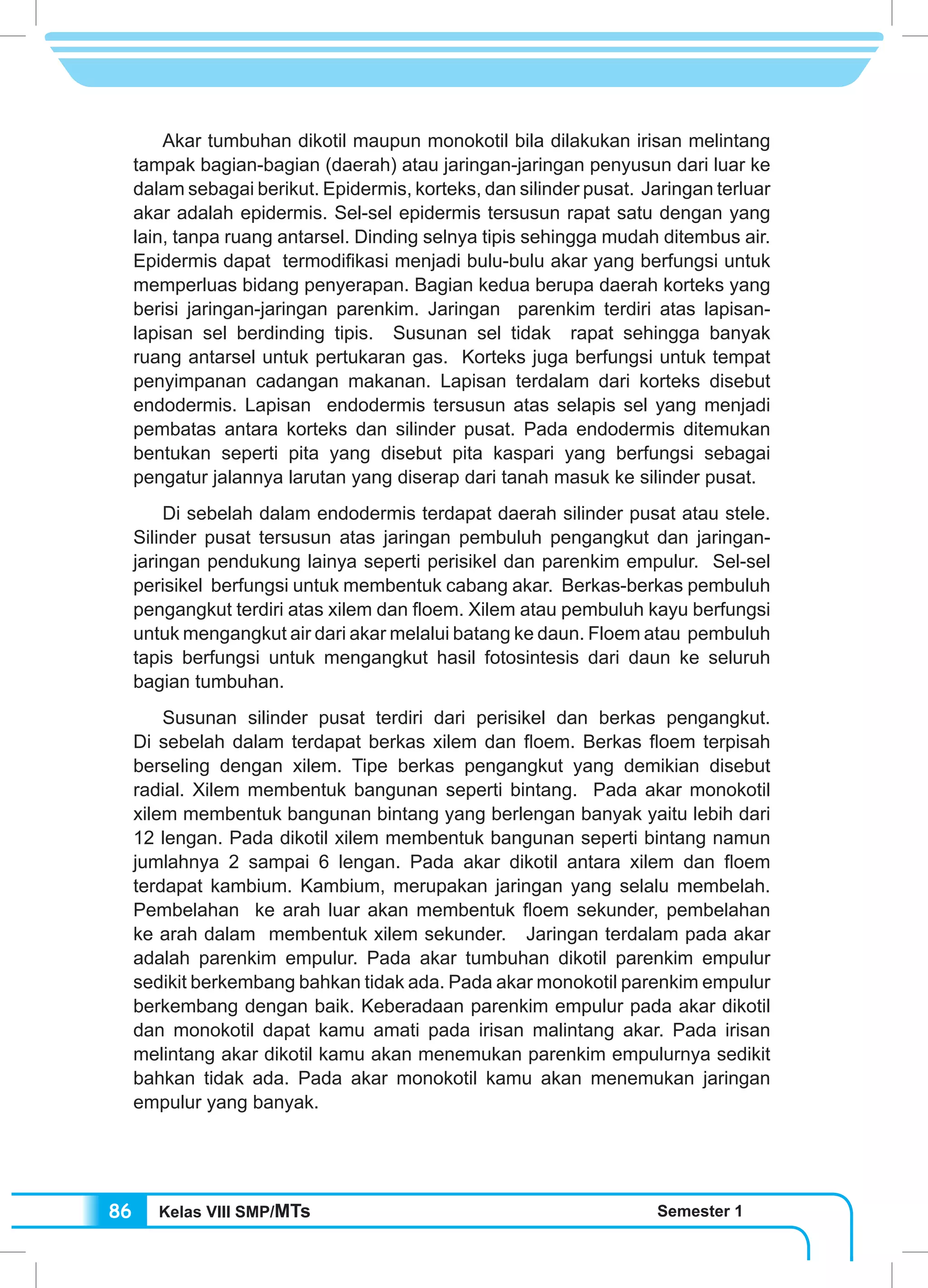 Kelas VIII SMP/MTs Semester 186
	 Akar tumbuhan dikotil maupun monokotil bila dilakukan irisan melintang
tampak bagian-bagian (daerah) atau jaringan-jaringan penyusun dari luar ke
dalam sebagai berikut. Epidermis, korteks, dan silinder pusat. Jaringan terluar
akar adalah epidermis. Sel-sel epidermis tersusun rapat satu dengan yang
lain, tanpa ruang antarsel. Dinding selnya tipis sehingga mudah ditembus air.
Epidermis dapat termodifikasi menjadi bulu-bulu akar yang berfungsi untuk
memperluas bidang penyerapan. Bagian kedua berupa daerah korteks yang
berisi jaringan-jaringan parenkim. Jaringan parenkim terdiri atas lapisan-
lapisan sel berdinding tipis. Susunan sel tidak rapat sehingga banyak
ruang antarsel untuk pertukaran gas. Korteks juga berfungsi untuk tempat
penyimpanan cadangan makanan. Lapisan terdalam dari korteks disebut
endodermis. Lapisan endodermis tersusun atas selapis sel yang menjadi
pembatas antara korteks dan silinder pusat. Pada endodermis ditemukan
bentukan seperti pita yang disebut pita kaspari yang berfungsi sebagai
pengatur jalannya larutan yang diserap dari tanah masuk ke silinder pusat.
	 Di sebelah dalam endodermis terdapat daerah silinder pusat atau stele.
Silinder pusat tersusun atas jaringan pembuluh pengangkut dan jaringan-
jaringan pendukung lainya seperti perisikel dan parenkim empulur. Sel-sel
perisikel berfungsi untuk membentuk cabang akar. Berkas-berkas pembuluh
pengangkut terdiri atas xilem dan floem. Xilem atau pembuluh kayu berfungsi
untuk mengangkut air dari akar melalui batang ke daun. Floem atau pembuluh
tapis berfungsi untuk mengangkut hasil fotosintesis dari daun ke seluruh
bagian tumbuhan.
	 Susunan silinder pusat terdiri dari perisikel dan berkas pengangkut.
Di sebelah dalam terdapat berkas xilem dan floem. Berkas floem terpisah
berseling dengan xilem. Tipe berkas pengangkut yang demikian disebut
radial. Xilem membentuk bangunan seperti bintang. Pada akar monokotil
xilem membentuk bangunan bintang yang berlengan banyak yaitu lebih dari
12 lengan. Pada dikotil xilem membentuk bangunan seperti bintang namun
jumlahnya 2 sampai 6 lengan. Pada akar dikotil antara xilem dan floem
terdapat kambium. Kambium, merupakan jaringan yang selalu membelah.
Pembelahan ke arah luar akan membentuk floem sekunder, pembelahan
ke arah dalam membentuk xilem sekunder. Jaringan terdalam pada akar
adalah parenkim empulur. Pada akar tumbuhan dikotil parenkim empulur
sedikit berkembang bahkan tidak ada. Pada akar monokotil parenkim empulur
berkembang dengan baik. Keberadaan parenkim empulur pada akar dikotil
dan monokotil dapat kamu amati pada irisan malintang akar. Pada irisan
melintang akar dikotil kamu akan menemukan parenkim empulurnya sedikit
bahkan tidak ada. Pada akar monokotil kamu akan menemukan jaringan
empulur yang banyak.
 