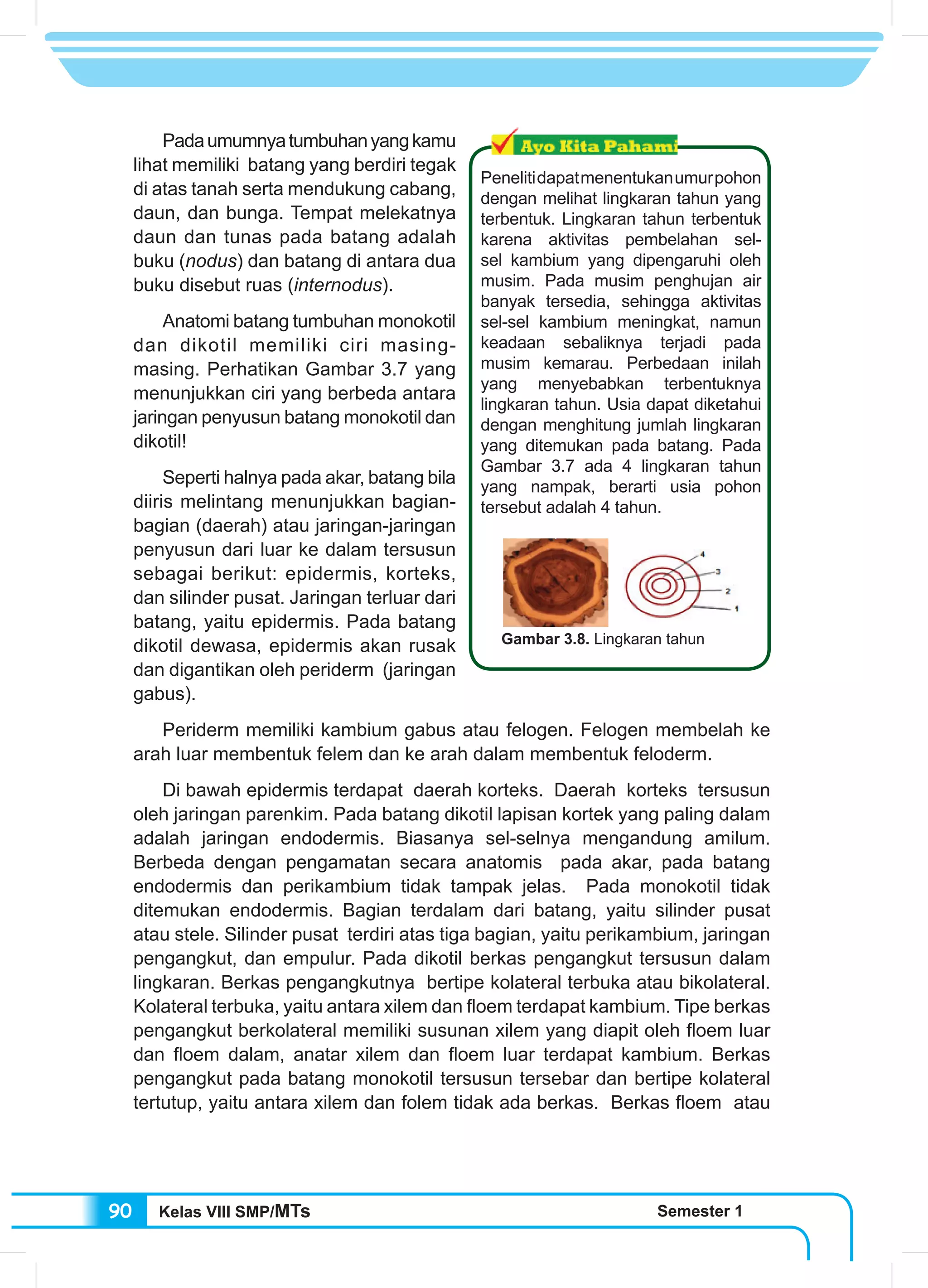 Kelas VIII SMP/MTs Semester 190
	 Padaumumnyatumbuhanyangkamu
lihat memiliki batang yang berdiri tegak
di atas tanah serta mendukung cabang,
daun, dan bunga. Tempat melekatnya
daun dan tunas pada batang adalah
buku (nodus) dan batang di antara dua
buku disebut ruas (internodus).
	 Anatomi batang tumbuhan monokotil
dan dikotil memiliki ciri masing-
masing. Perhatikan Gambar 3.7 yang
menunjukkan ciri yang berbeda antara
jaringan penyusun batang monokotil dan
dikotil!
	 Seperti halnya pada akar, batang bila
diiris melintang menunjukkan bagian-
bagian (daerah) atau jaringan-jaringan
penyusun dari luar ke dalam tersusun
sebagai berikut: epidermis, korteks,
dan silinder pusat. Jaringan terluar dari
batang, yaitu epidermis. Pada batang
dikotil dewasa, epidermis akan rusak
dan digantikan oleh periderm (jaringan
gabus).
	 Periderm memiliki kambium gabus atau felogen. Felogen membelah ke
arah luar membentuk felem dan ke arah dalam membentuk feloderm.
	 Di bawah epidermis terdapat daerah korteks. Daerah korteks tersusun
oleh jaringan parenkim. Pada batang dikotil lapisan kortek yang paling dalam
adalah jaringan endodermis. Biasanya sel-selnya mengandung amilum.
Berbeda dengan pengamatan secara anatomis pada akar, pada batang
endodermis dan perikambium tidak tampak jelas. Pada monokotil tidak
ditemukan endodermis. Bagian terdalam dari batang, yaitu silinder pusat
atau stele. Silinder pusat terdiri atas tiga bagian, yaitu perikambium, jaringan
pengangkut, dan empulur. Pada dikotil berkas pengangkut tersusun dalam
lingkaran. Berkas pengangkutnya bertipe kolateral terbuka atau bikolateral.
Kolateral terbuka, yaitu antara xilem dan floem terdapat kambium. Tipe berkas
pengangkut berkolateral memiliki susunan xilem yang diapit oleh floem luar
dan floem dalam, anatar xilem dan floem luar terdapat kambium. Berkas
pengangkut pada batang monokotil tersusun tersebar dan bertipe kolateral
tertutup, yaitu antara xilem dan folem tidak ada berkas. Berkas floem atau
Penelitidapatmenentukanumurpohon
dengan melihat lingkaran tahun yang
terbentuk. Lingkaran tahun terbentuk
karena aktivitas pembelahan sel-
sel kambium yang dipengaruhi oleh
musim. Pada musim penghujan air
banyak tersedia, sehingga aktivitas
sel-sel kambium meningkat, namun
keadaan sebaliknya terjadi pada
musim kemarau. Perbedaan inilah
yang menyebabkan terbentuknya
lingkaran tahun. Usia dapat diketahui
dengan menghitung jumlah lingkaran
yang ditemukan pada batang. Pada
Gambar 3.7 ada 4 lingkaran tahun
yang nampak, berarti usia pohon
tersebut adalah 4 tahun.
Gambar 3.8. Lingkaran tahun
 