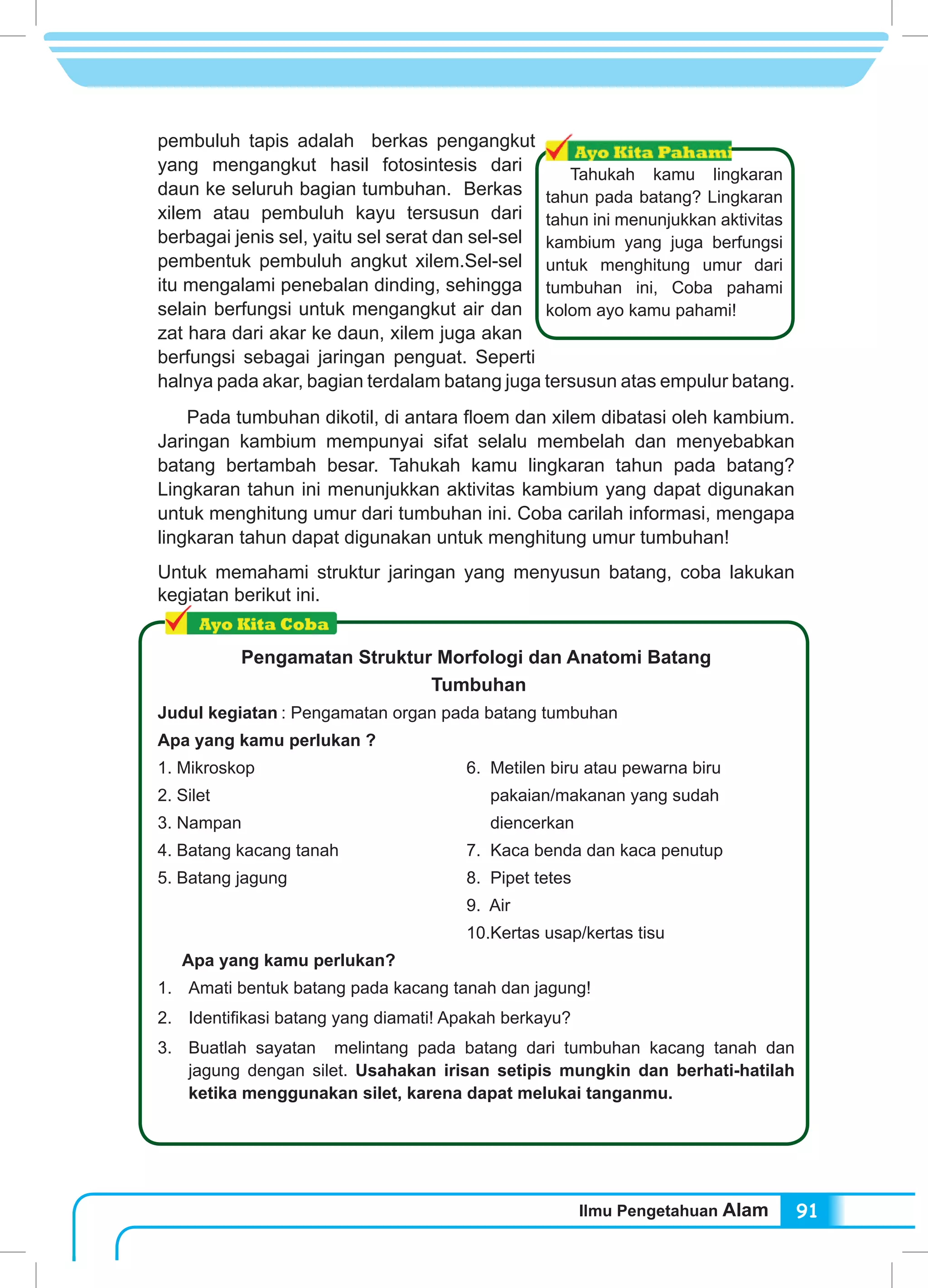 Ilmu Pengetahuan Alam 91
pembuluh tapis adalah berkas pengangkut
yang mengangkut hasil fotosintesis dari
daun ke seluruh bagian tumbuhan. Berkas
xilem atau pembuluh kayu tersusun dari
berbagai jenis sel, yaitu sel serat dan sel-sel
pembentuk pembuluh angkut xilem.Sel-sel
itu mengalami penebalan dinding, sehingga
selain berfungsi untuk mengangkut air dan
zat hara dari akar ke daun, xilem juga akan
berfungsi sebagai jaringan penguat. Seperti
halnya pada akar, bagian terdalam batang juga tersusun atas empulur batang.
	 Pada tumbuhan dikotil, di antara floem dan xilem dibatasi oleh kambium.
Jaringan kambium mempunyai sifat selalu membelah dan menyebabkan
batang bertambah besar. Tahukah kamu lingkaran tahun pada batang?
Lingkaran tahun ini menunjukkan aktivitas kambium yang dapat digunakan
untuk menghitung umur dari tumbuhan ini. Coba carilah informasi, mengapa
lingkaran tahun dapat digunakan untuk menghitung umur tumbuhan!
Untuk memahami struktur jaringan yang menyusun batang, coba lakukan
kegiatan berikut ini.
Pengamatan Struktur Morfologi dan Anatomi Batang
Tumbuhan
Judul kegiatan	: Pengamatan organ pada batang tumbuhan
Apa yang kamu perlukan ?
1. Mikroskop				 6. Metilen biru atau pewarna biru
2. Silet					 pakaian/makanan yang sudah
3. Nampan 				 diencerkan
4. Batang kacang tanah			 7. Kaca benda dan kaca penutup
5. Batang jagung			 8. Pipet tetes
					9. Air
					10.Kertas usap/kertas tisu 	
Apa yang kamu perlukan?
1.	 Amati bentuk batang pada kacang tanah dan jagung!
2.	 Identifikasi batang yang diamati! Apakah berkayu?
3.	 Buatlah sayatan melintang pada batang dari tumbuhan kacang tanah dan
jagung dengan silet. Usahakan irisan setipis mungkin dan berhati-hatilah
ketika menggunakan silet, karena dapat melukai tanganmu.
Tahukah kamu lingkaran
tahun pada batang? Lingkaran
tahun ini menunjukkan aktivitas
kambium yang juga berfungsi
untuk menghitung umur dari
tumbuhan ini, Coba pahami
kolom ayo kamu pahami!
 