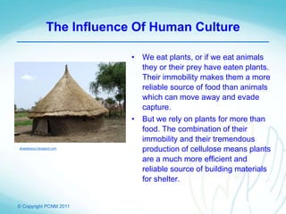 © Copyright PCNM 2011
The Influence Of Human Culture
• We eat plants, or if we eat animals
they or their prey have eaten plants.
Their immobility makes them a more
reliable source of food than animals
which can move away and evade
capture.
• But we rely on plants for more than
food. The combination of their
immobility and their tremendous
production of cellulose means plants
are a much more efficient and
reliable source of building materials
for shelter.
ahaplessoul.blogspot.com
 