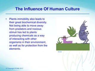 © Copyright PCNM 2011
The Influence Of Human Culture
• Plants immobility also leads to
their great biochemical diversity.
Not being able to move away
from predators and noxious
stimuli has led to plants
producing chemicals as a way
of interacting with other
organisms in their environment,
as well as for protection from the
elements.
en.ria.ru
 