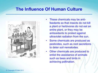 © Copyright PCNM 2011
The Influence Of Human Culture
• These chemicals may be anti-
feedants so that insects do not kill
a plant or herbivores do not eat an
entire plant, or they may be
antioxidants to protect against
ultraviolet radiation from the sun.
• Some chemicals are produced as
pesticides, such as root secretions
to deter soil nematodes.
• Other chemicals are produced to
enlist the assistance of animals
such as bees and birds in
achieving pollination.
 
