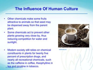 © Copyright PCNM 2011
The Influence Of Human Culture
• Other chemicals make some fruits
attractive to animals so that seed may
be dispersed away from the parent
plant.
• Some chemicals act to prevent other
plants growing very close by, thus
reducing competition for water and
sunlight.
• Modern society still relies on chemical
constituents in plants for twenty five
percent of prescription drugs, and
nearly all recreational chemicals, such
as the caffeine in coffee, theophylline in
tea and nicotine in tobacco.
blacklemag.com
 
