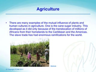 © Copyright PCNM 2011
Agriculture
• There are many examples of the mutual influence of plants and
human cultures in agriculture. One is the cane sugar industry. This
developed as it did only because of the translocation of millions of
Africans from their homelands to the Caribbean and the Americas.
The slave trade has had enormous ramifications for the world.
libcom.org
 