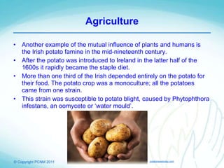 © Copyright PCNM 2011
Agriculture
• Another example of the mutual influence of plants and humans is
the Irish potato famine in the mid-nineteenth century.
• After the potato was introduced to Ireland in the latter half of the
1600s it rapidly became the staple diet.
• More than one third of the Irish depended entirely on the potato for
their food. The potato crop was a monoculture; all the potatoes
came from one strain.
• This strain was susceptible to potato blight, caused by Phytophthora
infestans, an oomycete or ‘water mould’.
potatonewstoday.com
 