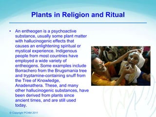 © Copyright PCNM 2011
Plants in Religion and Ritual
• An entheogen is a psychoactive
substance, usually some plant matter
with hallucinogenic effects that
causes an enlightening spiritual or
mystical experience. Indigenous
people from most countries have
employed a wide variety of
entheogens. Some examples include
Borrachero from the Brugsmania tree
and tryptamine-containing snuff from
the Tree of Knowledge,
Anadenathera. These, and many
other hallucinogenic substances, have
been derived from plants since
ancient times, and are still used
today.
 