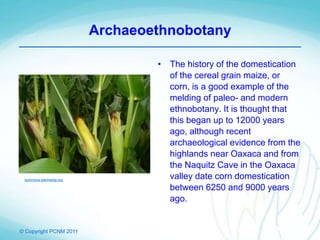 © Copyright PCNM 2011
Archaeoethnobotany
• The history of the domestication
of the cereal grain maize, or
corn, is a good example of the
melding of paleo- and modern
ethnobotany. It is thought that
this began up to 12000 years
ago, although recent
archaeological evidence from the
highlands near Oaxaca and from
the Naquitz Cave in the Oaxaca
valley date corn domestication
between 6250 and 9000 years
ago.
commons.wikimedia.org
 