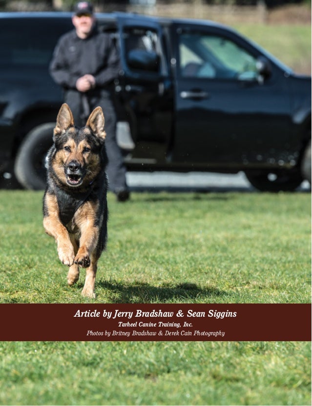 Tactical Obedience Training for Police K9 Introduction