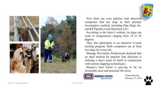 Author: Sergey Karpenko JV PPC, 2016 5
Now there are even pipeline leak detection
companies that use dogs as their primary
investigative method, including Pipe Dogs Inc.
and K9 Pipeline Leak Detection LLC.
According to the latter’s website, its dogs can
work in temperatures ranging from 32 to 95
degrees.
They also participate in an intensive 6-week
training program. Both companies use at least
two dogs for every job.
Damage Prevention Professional declared that
an ideal method for pipeline leak detection is
utilizing a dog’s sense of smell in conjunction
with current mapping technologies.
Human’s best friend is proving to be an
invaluable asset and potential life saver.
Tamara Bewley,
February 15, 2016
 