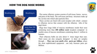 Author: Sergey Karpenko JV PPC, 2016 6
The canine olfactory system consists of soft tissue, bones, nerves,
and parts of the brain. The soft tissue and bony structures make up
the cavities into which odor particles flow.
These cavities are lined with scent receptor cells which connect
to olfactory nerves that connect with the olfactory lobe of the
dog's brain.
Dogs have large folds of mucous membranes inside their nose
containing more than 200 million scent receptors compared to
smaller areas of mucous membranes containing about 4 million in
humans.
Their olfactory bulbs are also about 4 times larger than ours.
Their noses are also uniquely designed to draw air samples
through — They can even smell a few parts per billion, where
the most sophisticated equipment can only measure parts per
Million.
HOW THE DOG NOSE WORKS
more than 200
million scent
receptors
Breathing out Breathing in
 