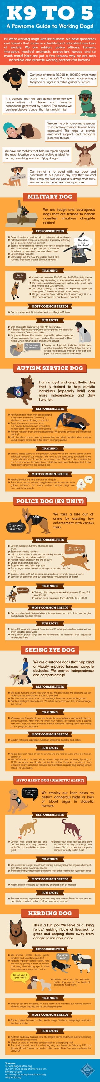 K9 to 5: A Pawsome Guide to Working Dogs!