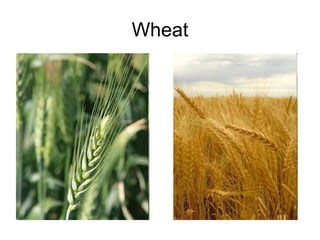 Wheat