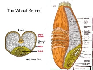 The Wheat Kernel