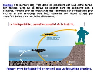 Rapport entre biodisponibilité et toxicité dans un écosystème aquatique.
Exemple : le mercure (Hg) fixé dans les sédiments est sous cette forme,
non toxique. L’Hg qui se trouve en solution dans les sédiments est, à
l'inverse, toxique pour les organismes des sédiments car biodisponible pour
ceux-ci et son relargage dans l’eau augmente son risque toxique par
transfert indirect via la chaîne alimentaire.
La biodisponibilité, paramètre essentiel de la toxicité.
38
 