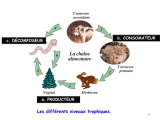 Les différents niveaux trophiques.
c. DÉCOMPOSEUR
b. CONSOMATEUR
a. PRODUCTEUR
42
 