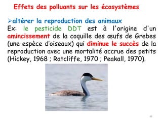 Effets des polluants sur les écosystèmes
➢altérer la reproduction des animaux
Ex: le pesticide DDT est à l'origine d'un
amincissement de la coquille des œufs de Grebes
(une espèce d’oiseaux) qui diminue le succès de la
reproduction avec une mortalité accrue des petits
(Hickey, 1968 ; Ratcliffe, 1970 ; Peakall, 1970).
49
 
