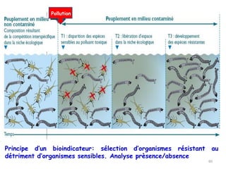 Principe d’un bioindicateur: sélection d’organismes résistant au
détriment d’organismes sensibles. Analyse prèsence/absence
Pollution
60
 