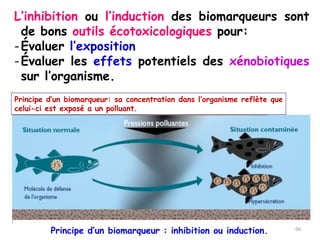 L’inhibition ou l’induction des biomarqueurs sont
de bons outils écotoxicologiques pour:
-Évaluer l’exposition
-Évaluer les effets potentiels des xénobiotiques
sur l’organisme.
Principe d’un biomarqueur : inhibition ou induction.
Principe d’un biomarqueur: sa concentration dans l’organisme reflète que
celui-ci est exposé a un polluant.
66
 