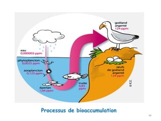 Processus de bioaccumulation
48
 
