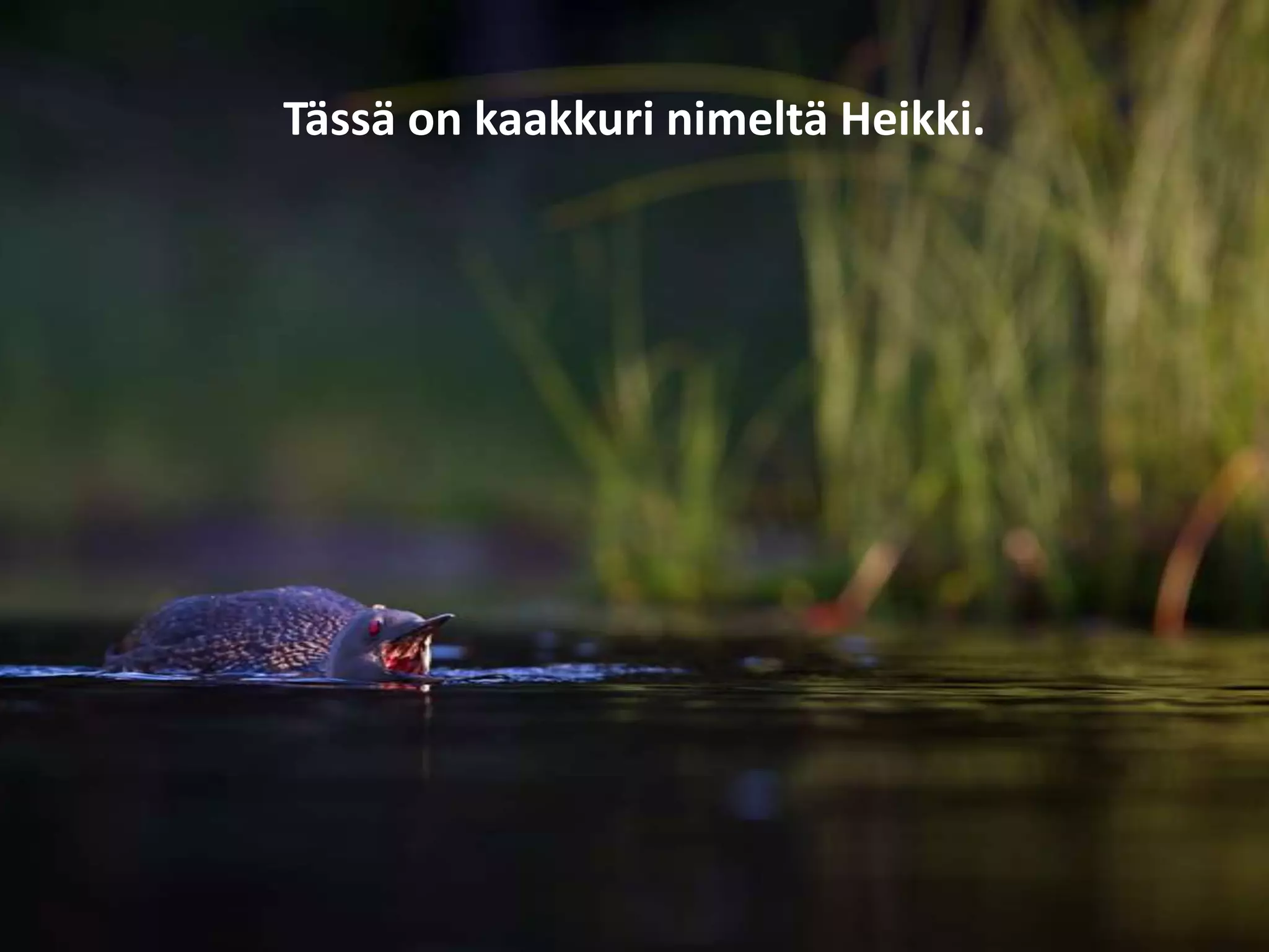 Tässä on kaakkuri nimeltä Heikki.