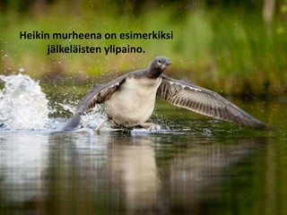 Heikin murheena on esimerkiksi
jälkeläisten ylipaino.