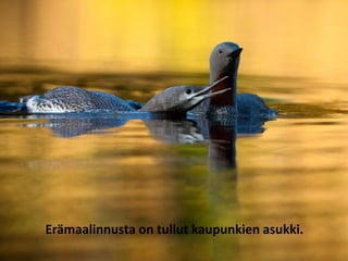 Erämaalinnusta on tullut kaupunkien asukki.